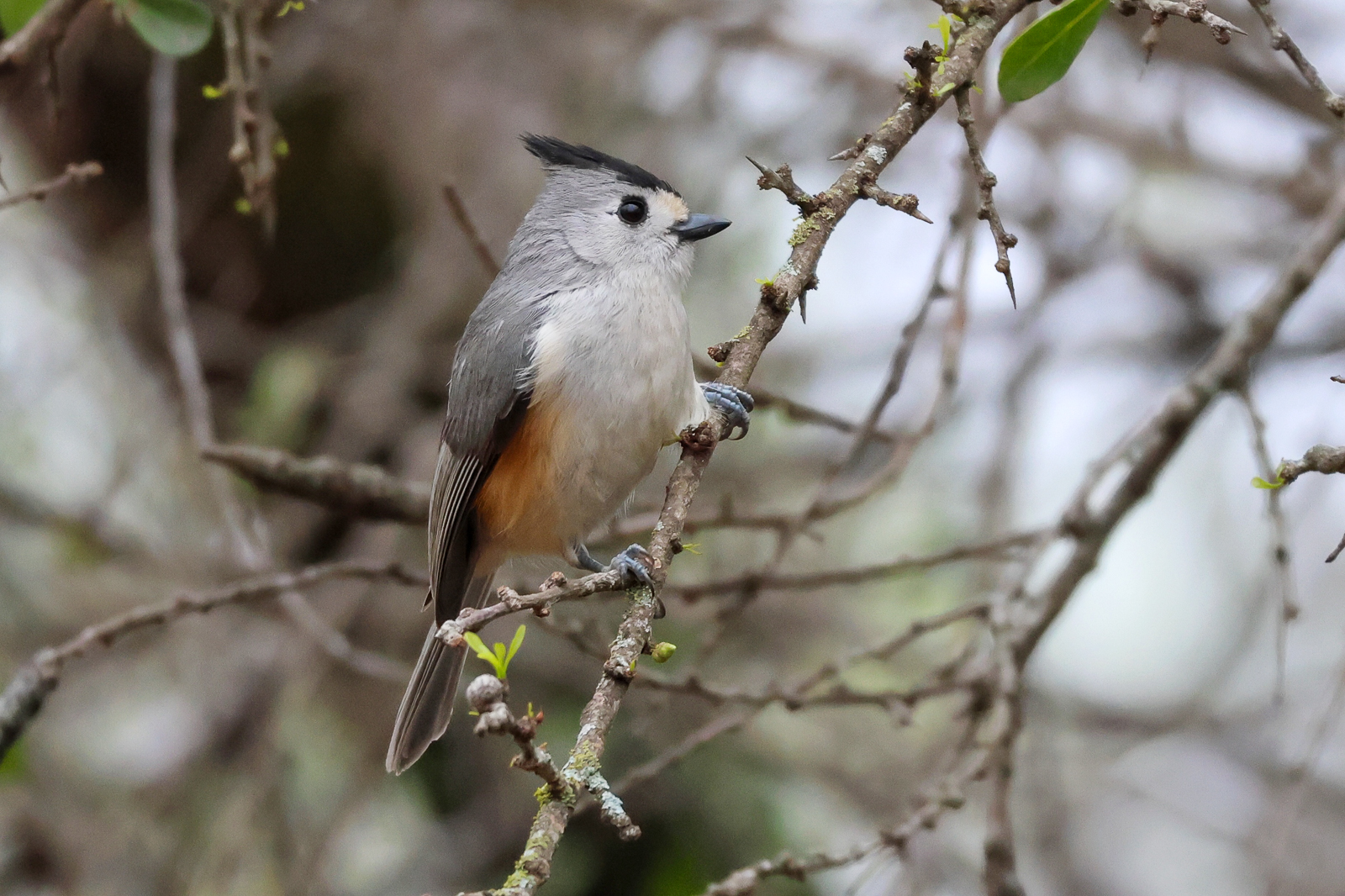 Black-crested Titmouse