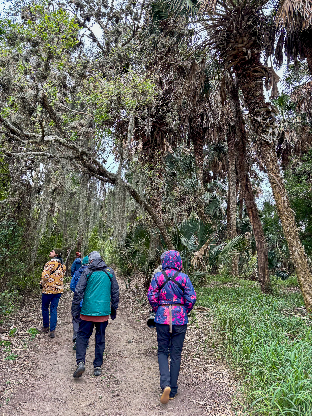 Sabal Palm hike