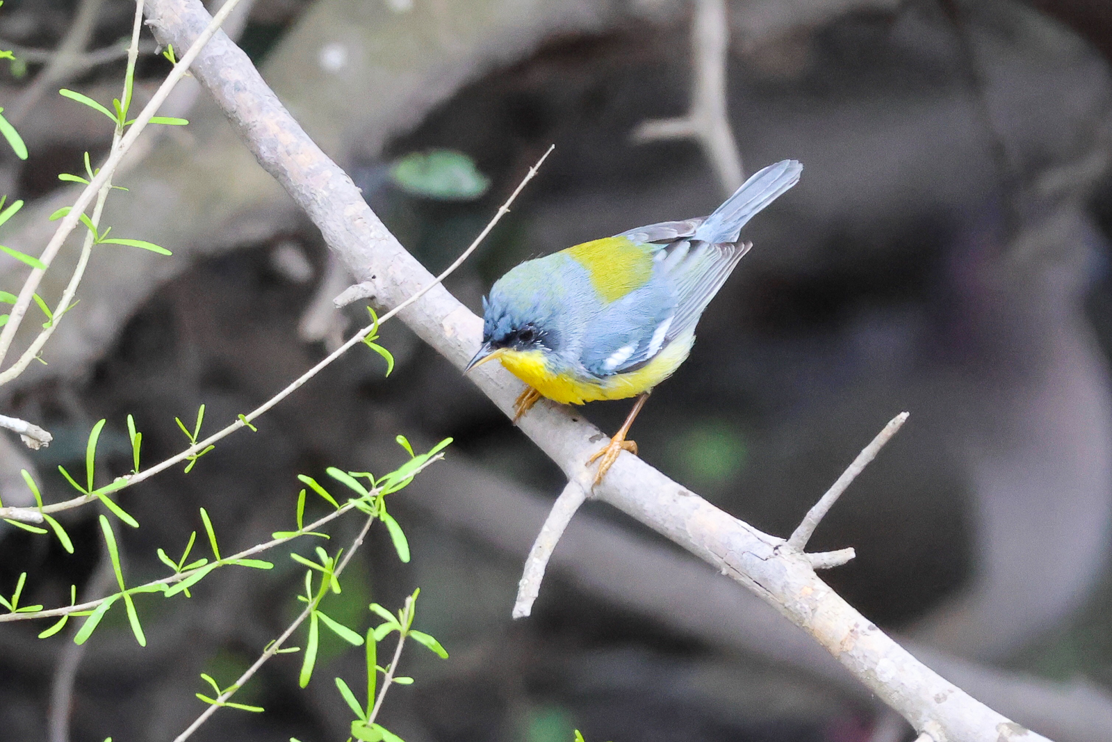 Tropical Parula