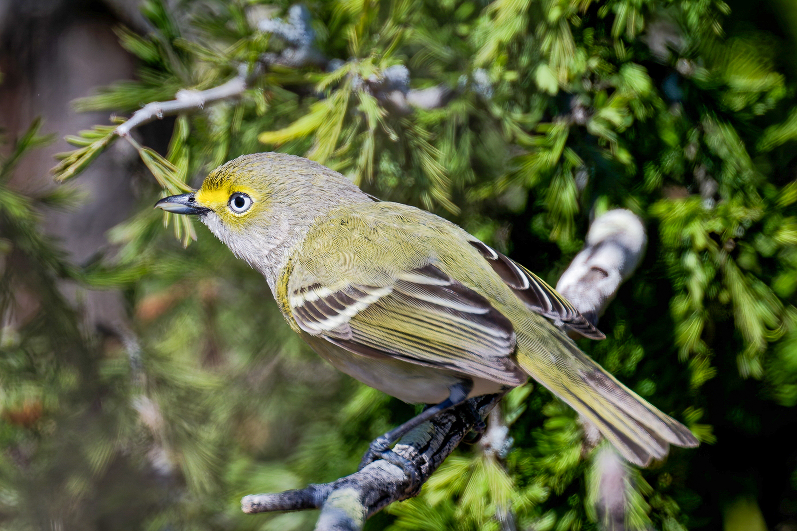 White-eyed Vireo