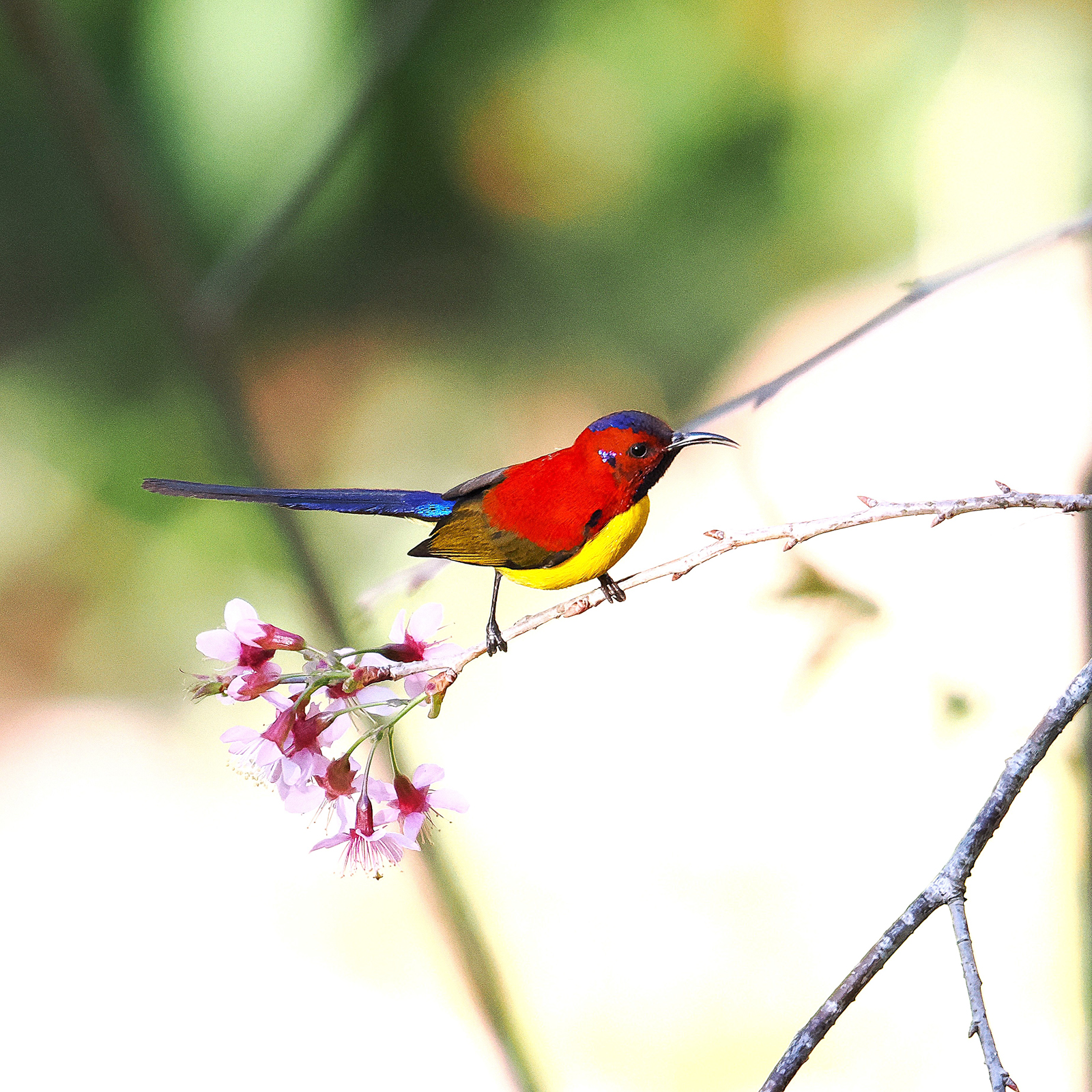 Mrs Gould's Sunbird