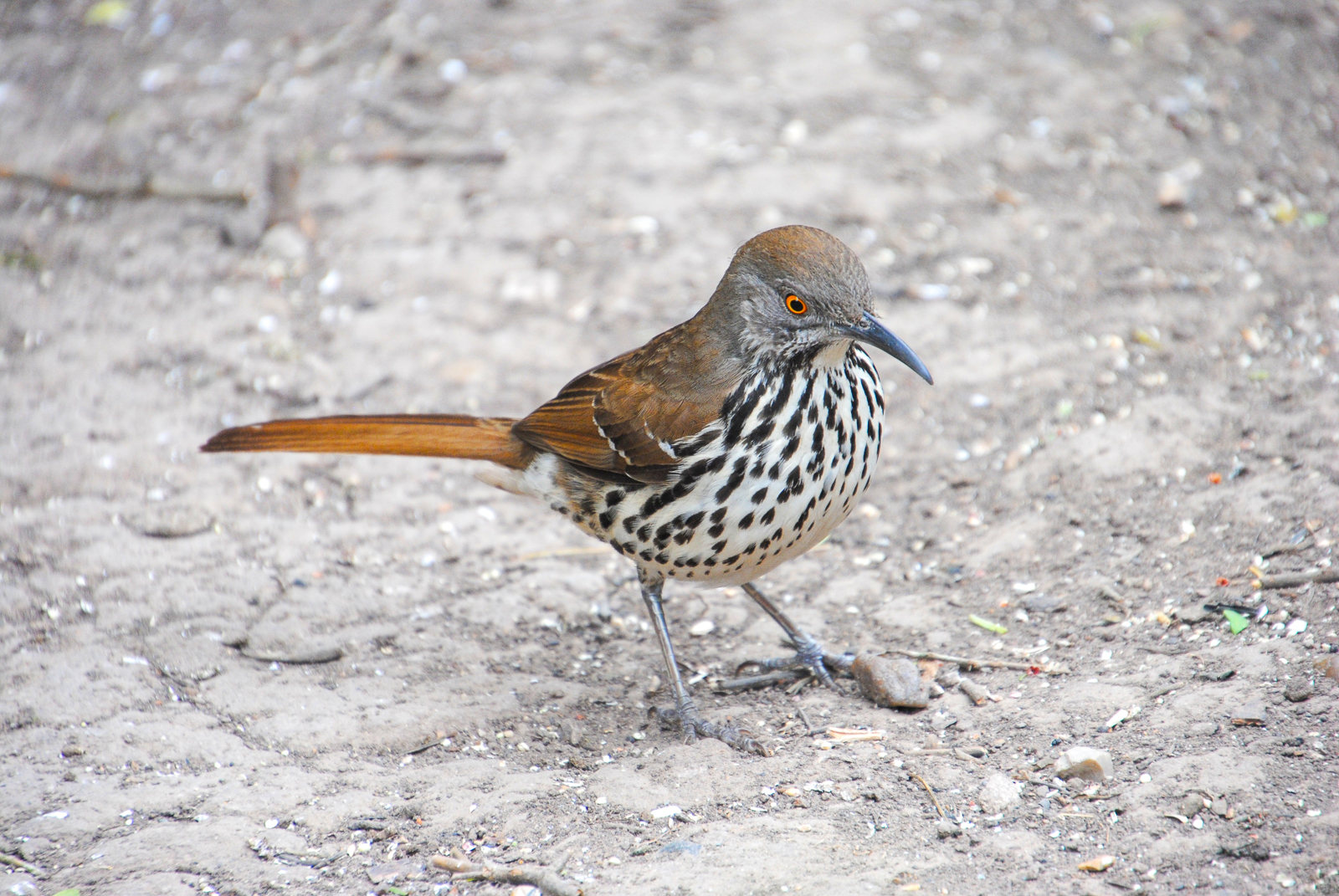 Long-billed Thrasher