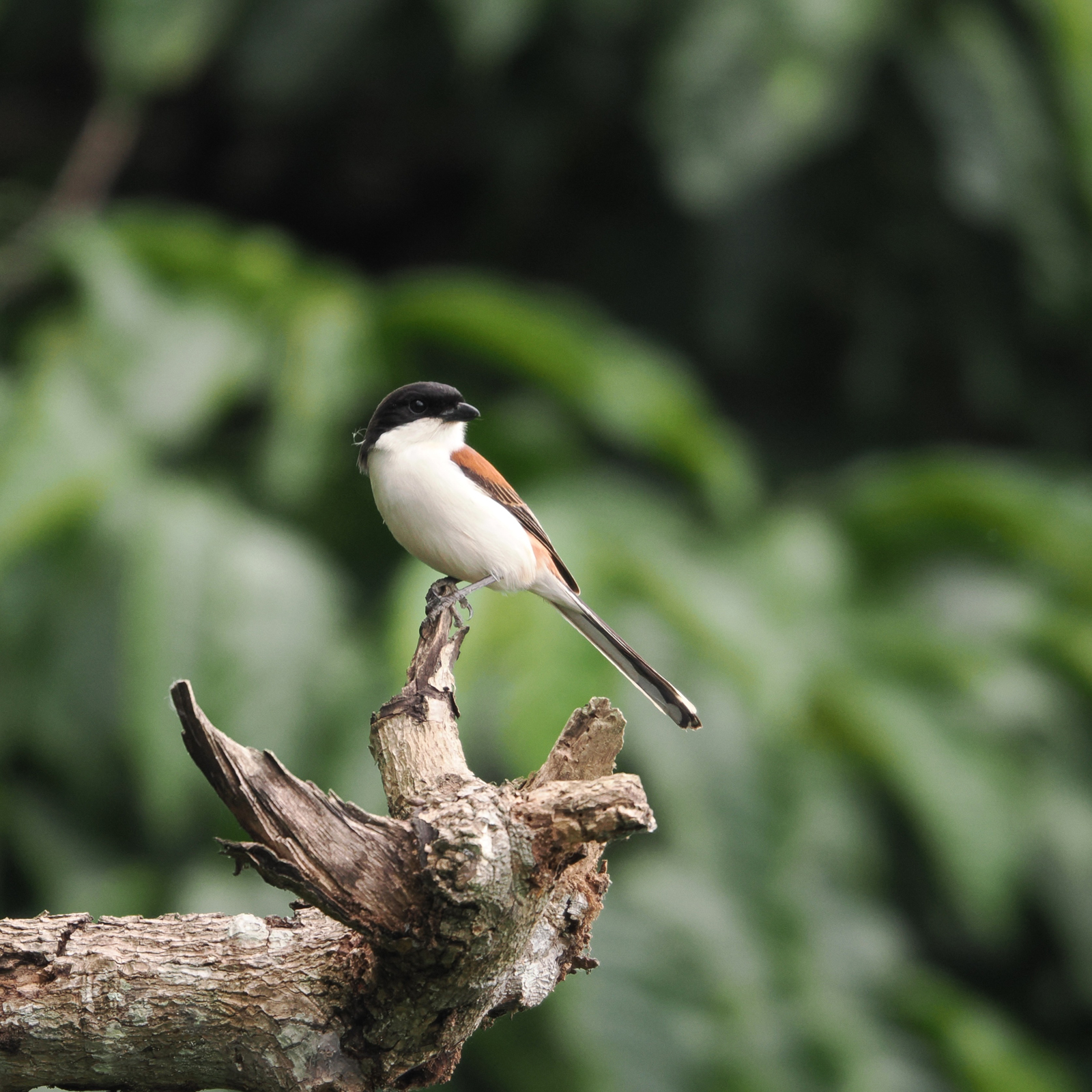 Burmese Shrike