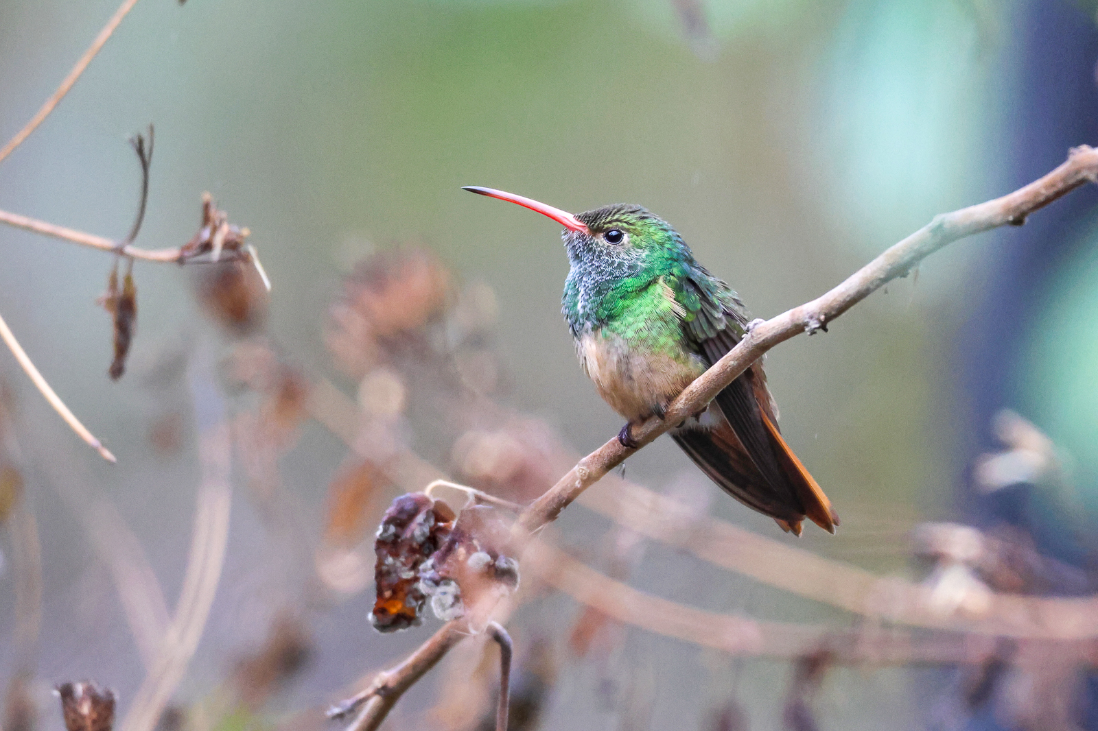 Buff-bellied Hummingbird