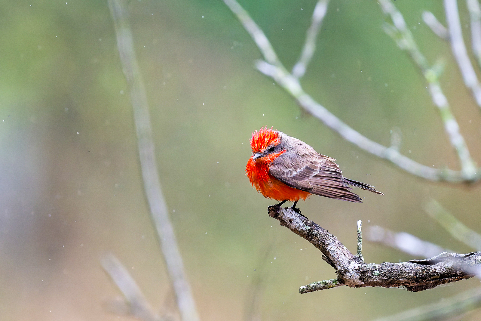 Vermillion Flycatcher