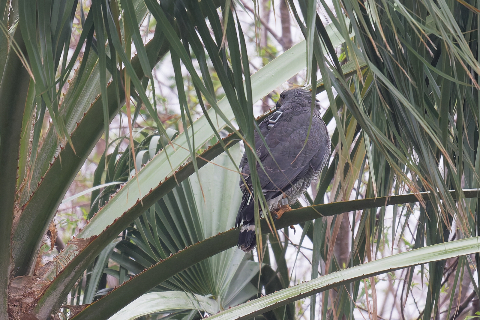 Gray Hawk with transmitter