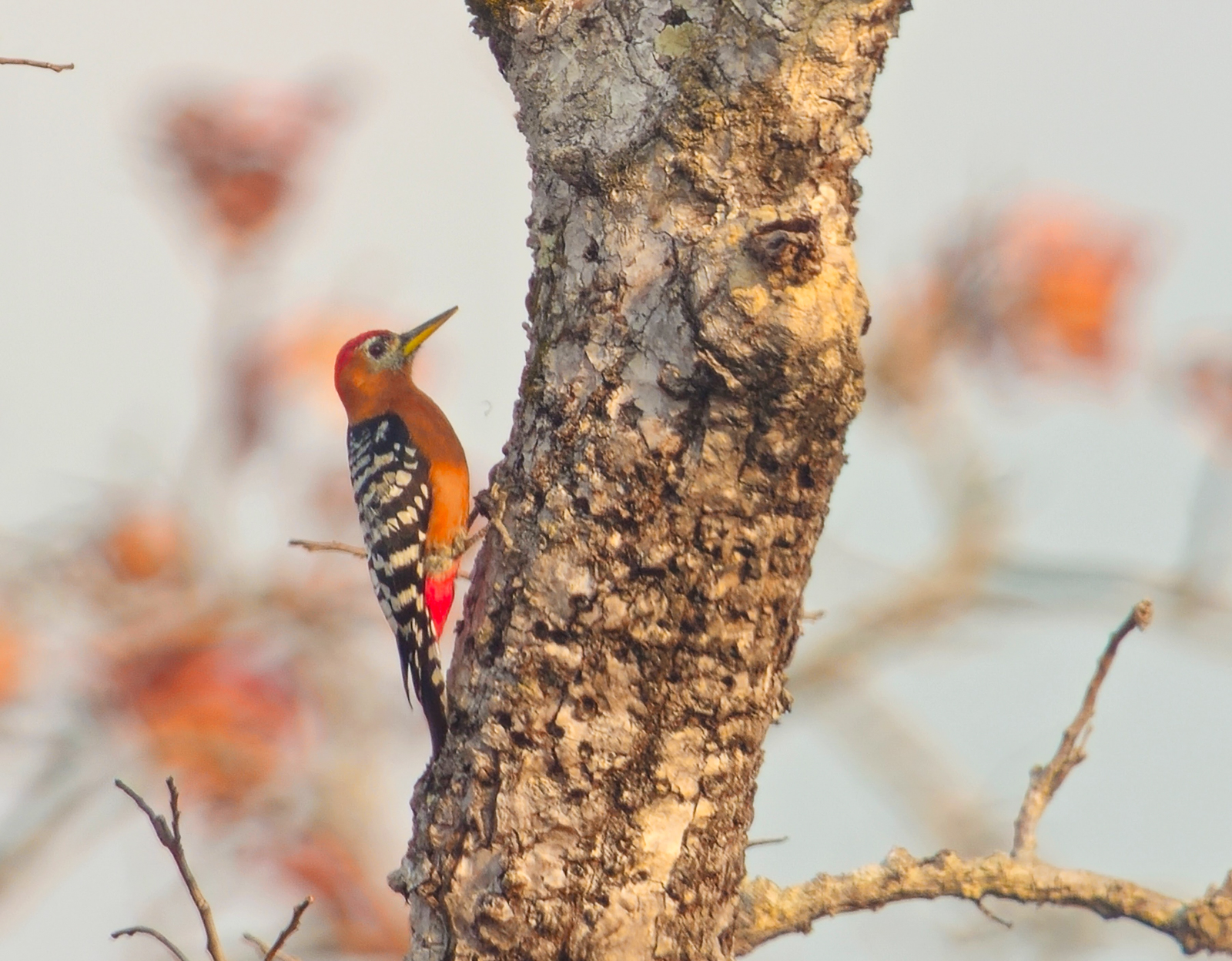 Rufous-bellied Woodpecker