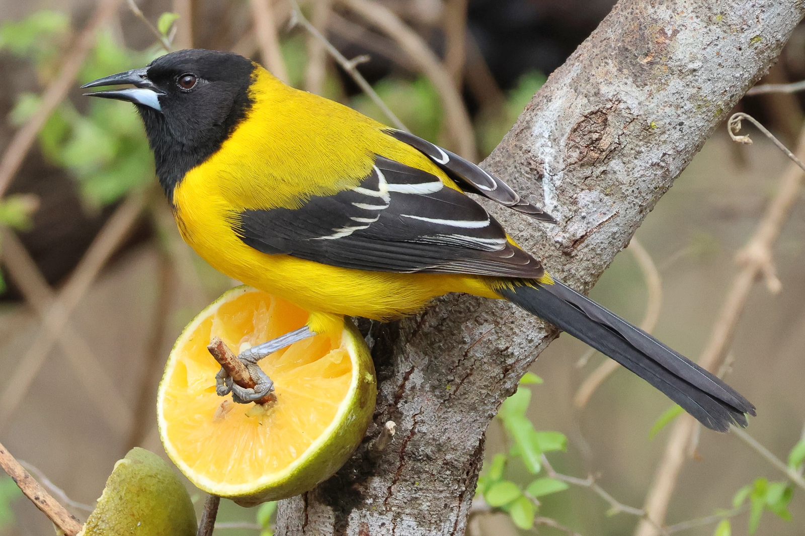 Audubon's Oriole
