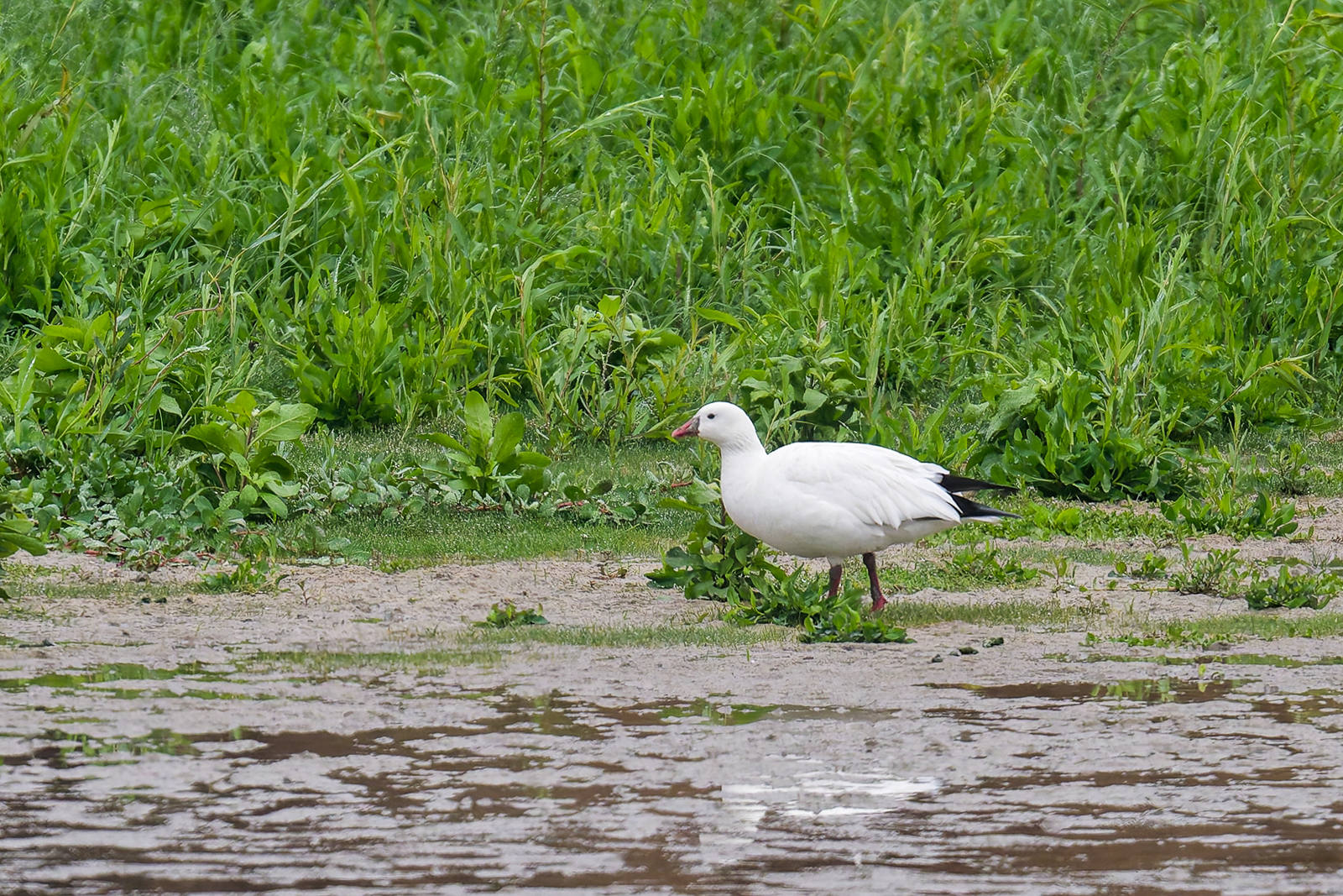 Ross's Goose