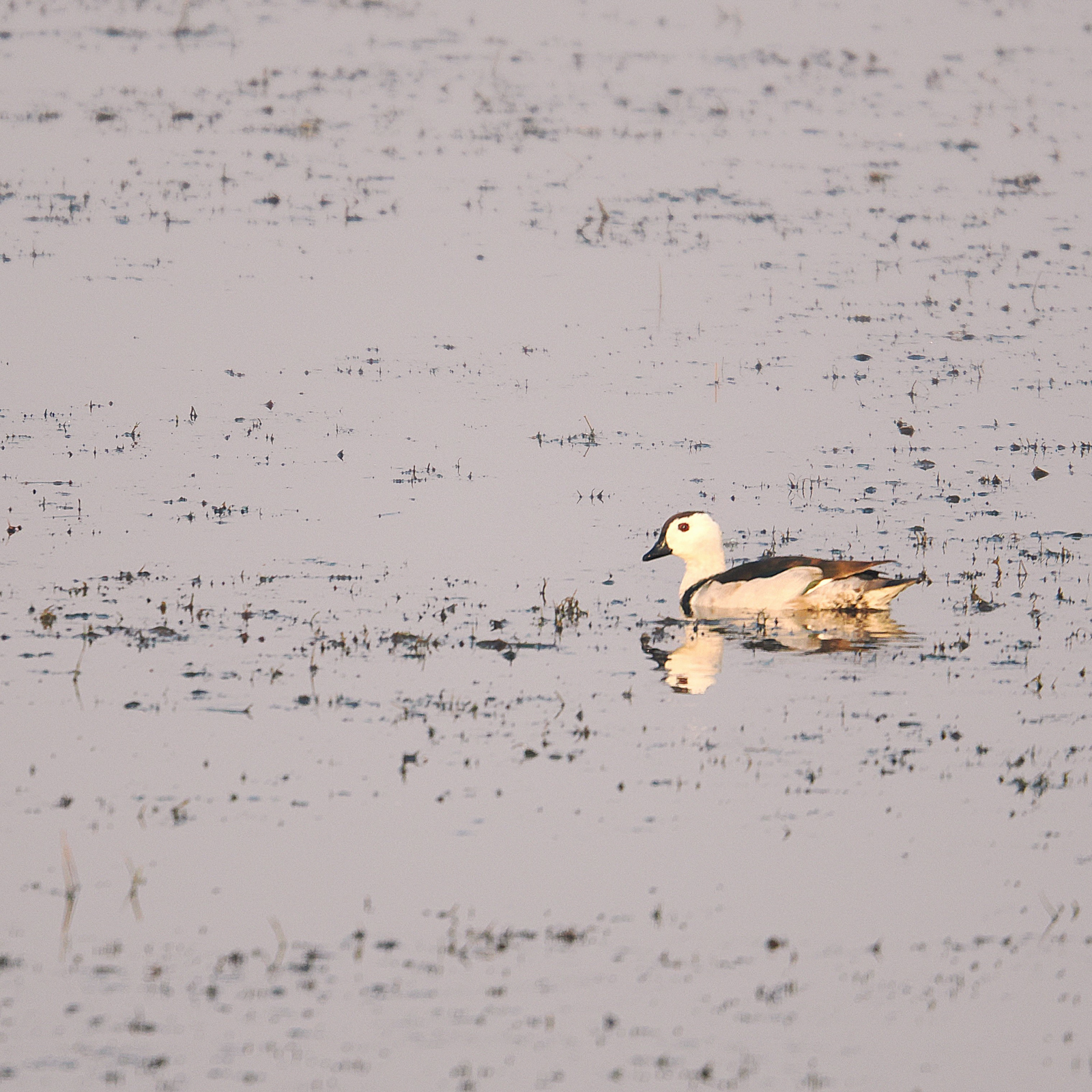 Common Pygmy Goose