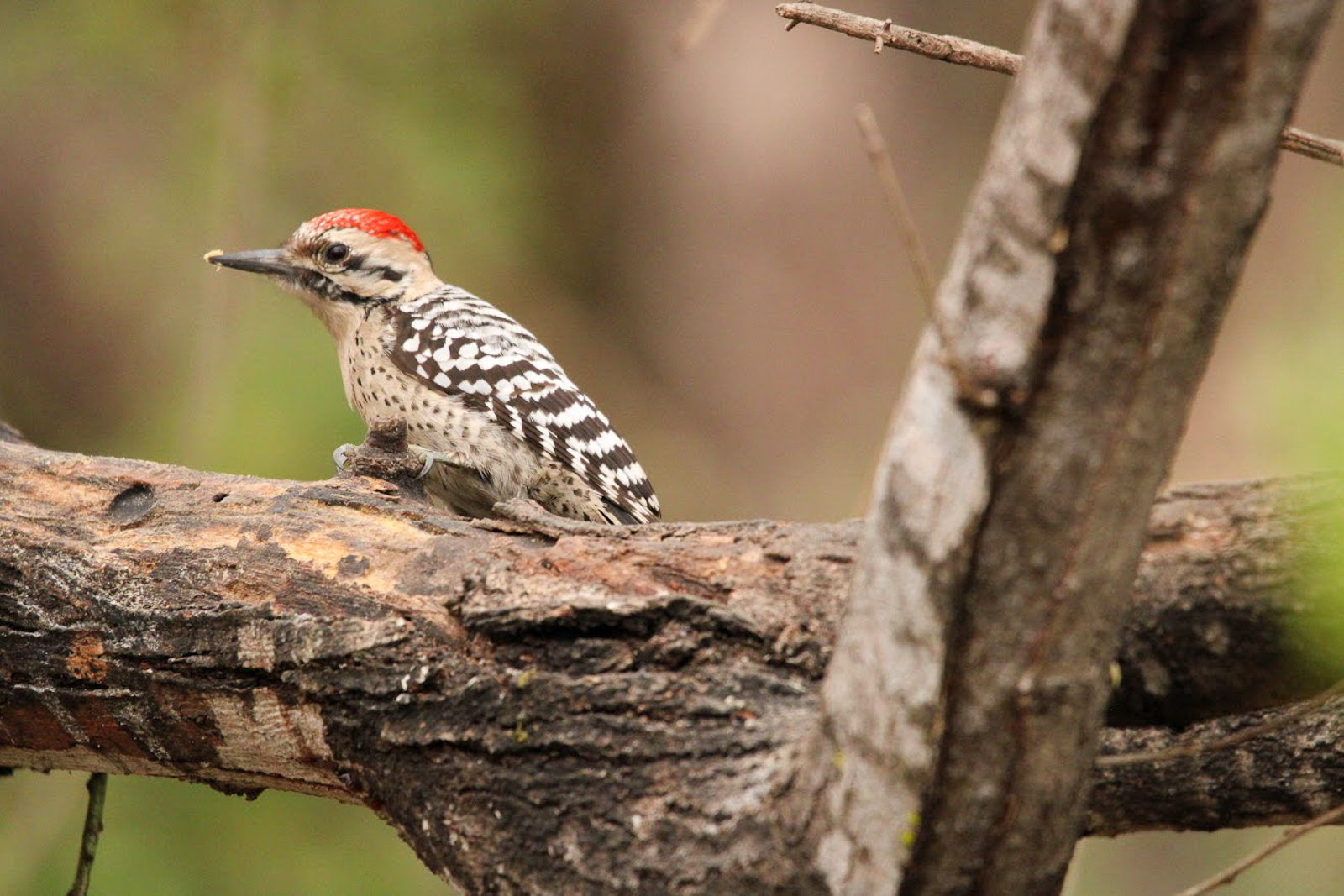 Ladder-backed Woodpecker 