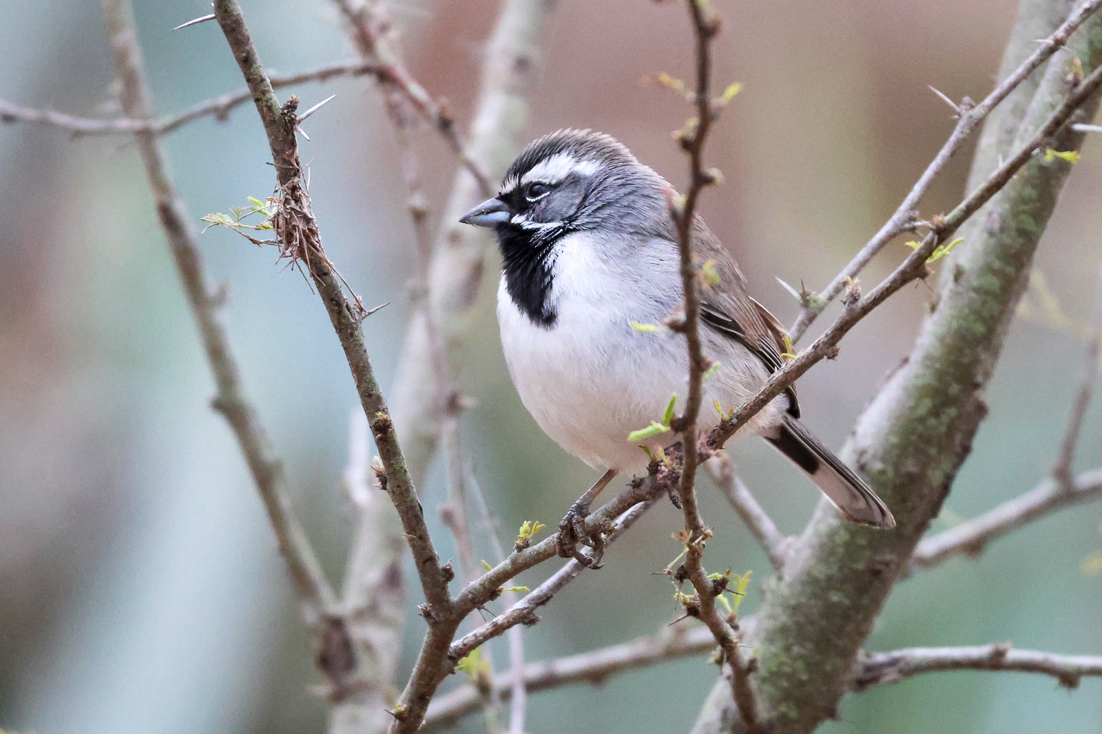 Black-throated Sparrow