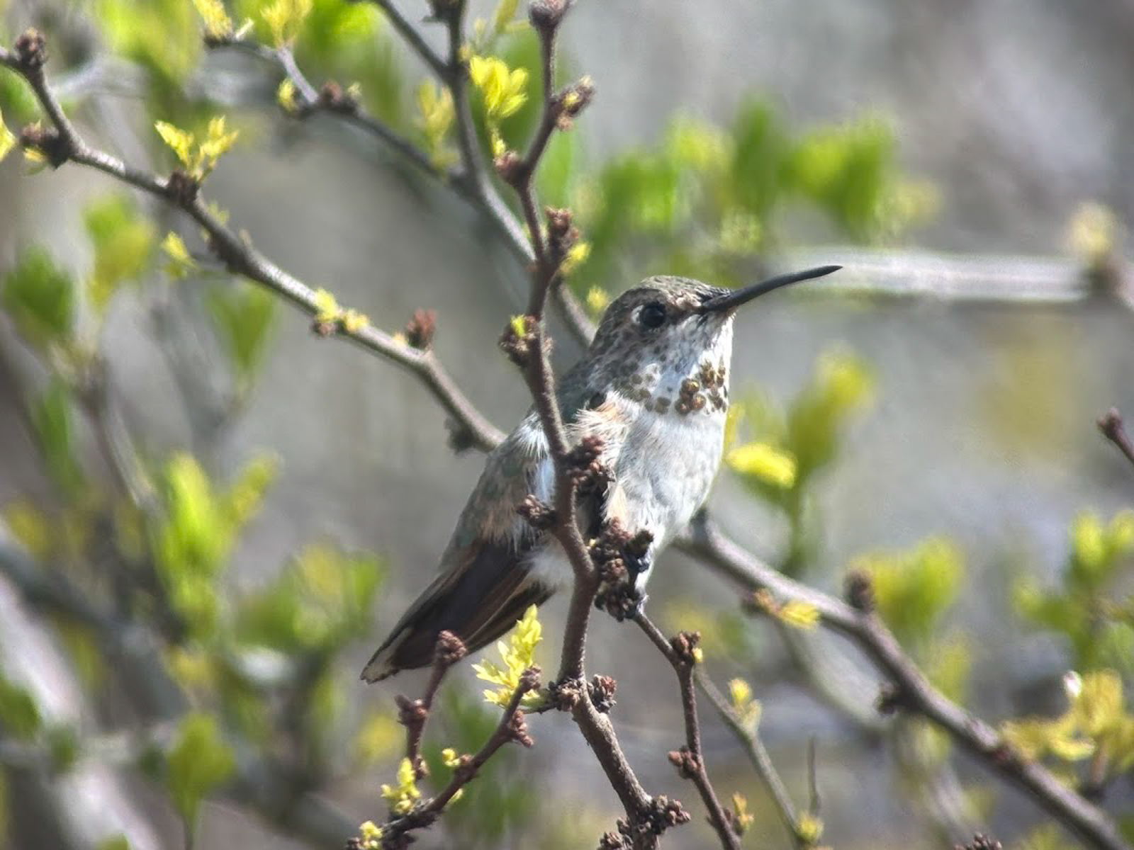 Mystery Hummingbird