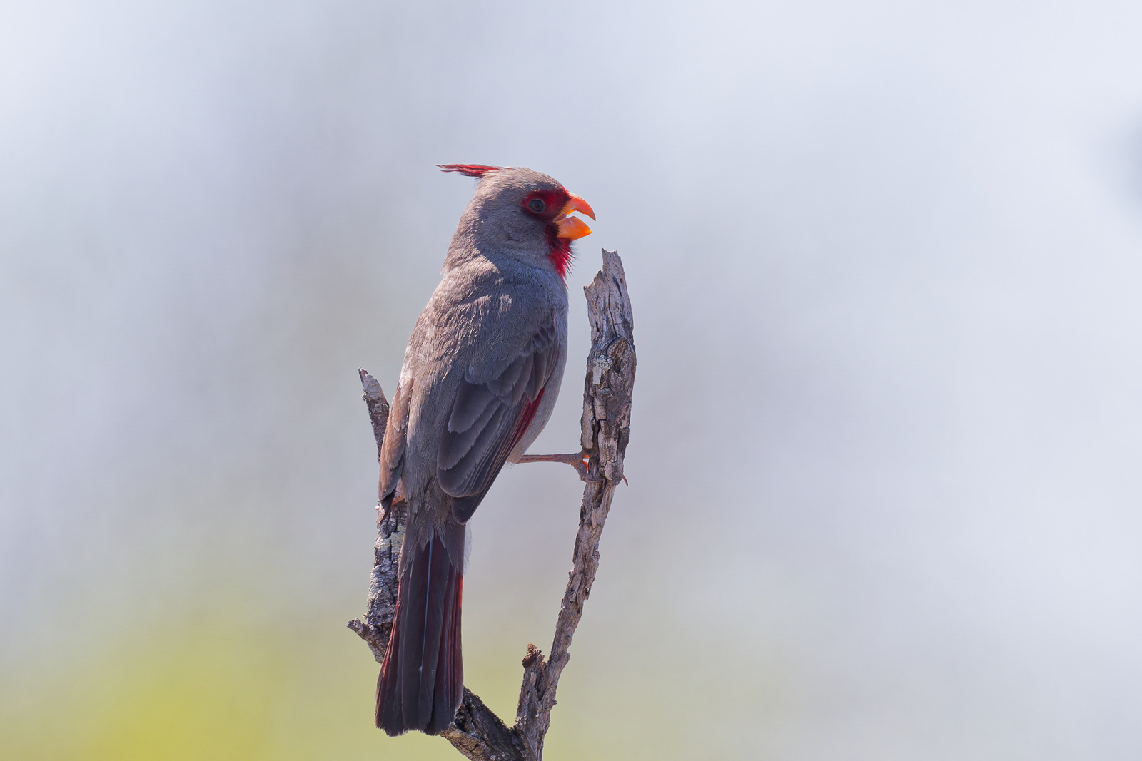 Pyrrhuloxia