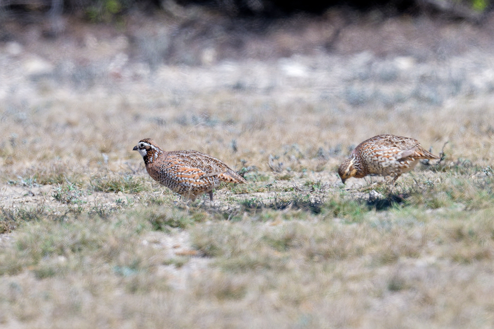 Northern Bobwhite