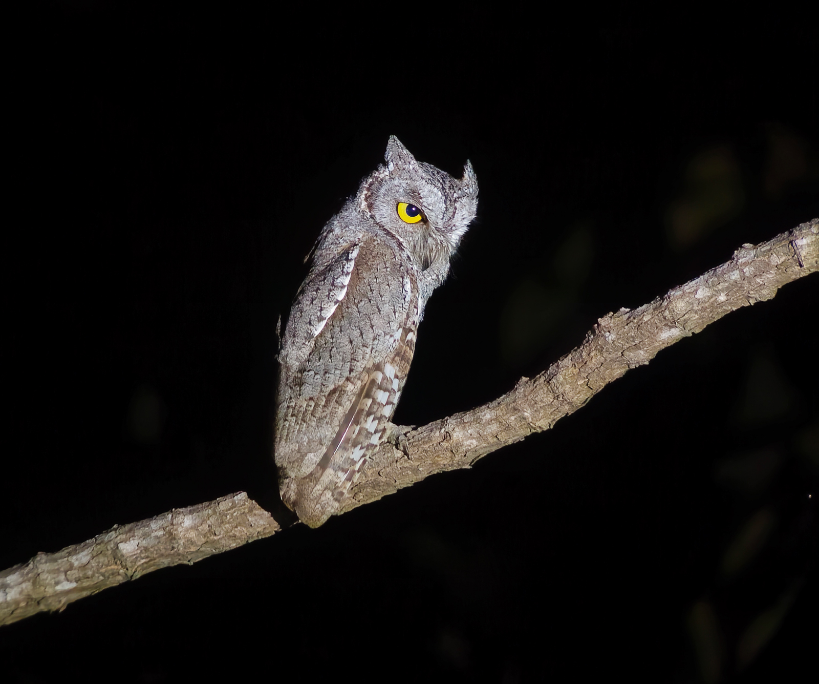 Oriental Scops Owl