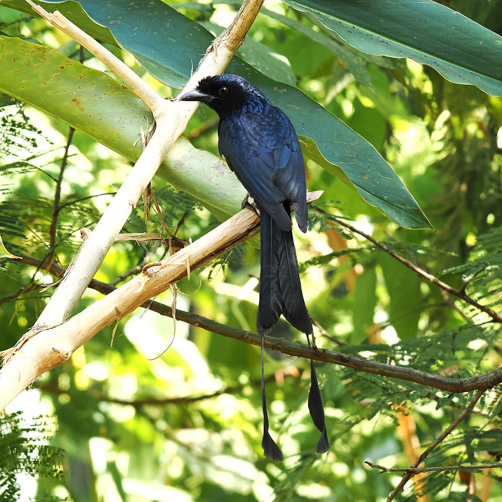 Greater Racket-tailed Drongo