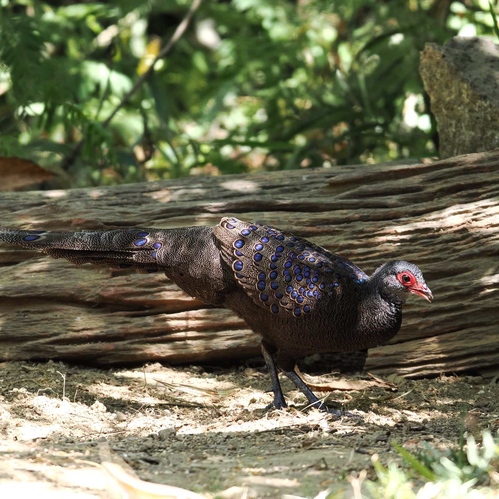 Germain's Peacock-Pheasant