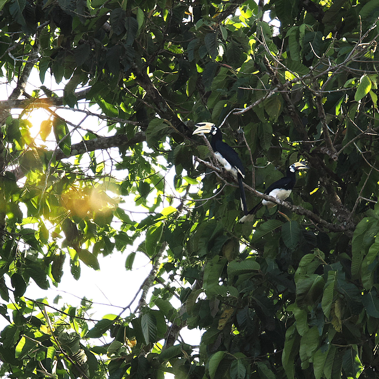 Oriental Pied Hornbill