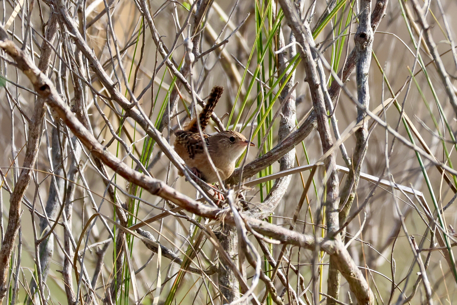 Sedge Wren