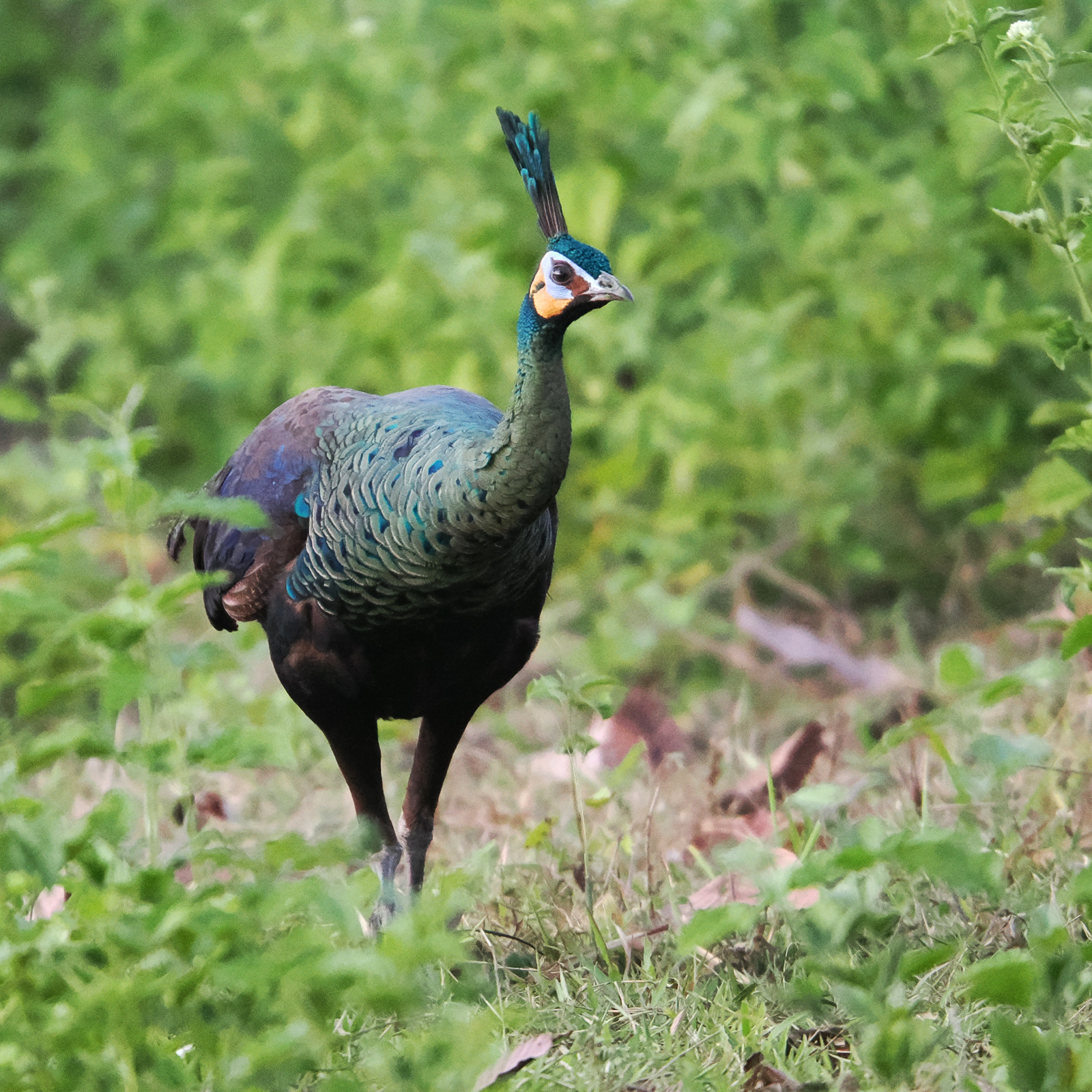 Green Peafowl
