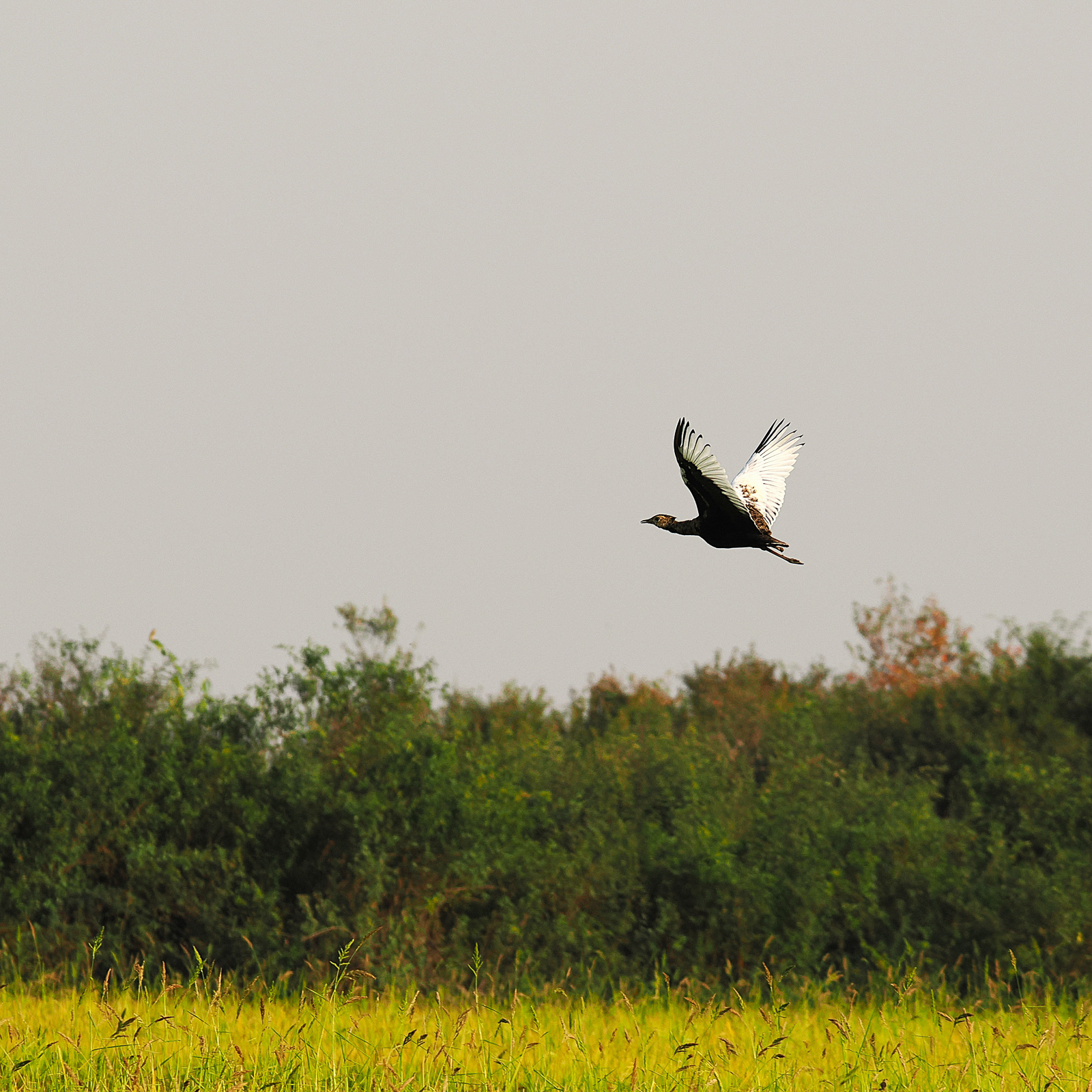 Bengal Florican