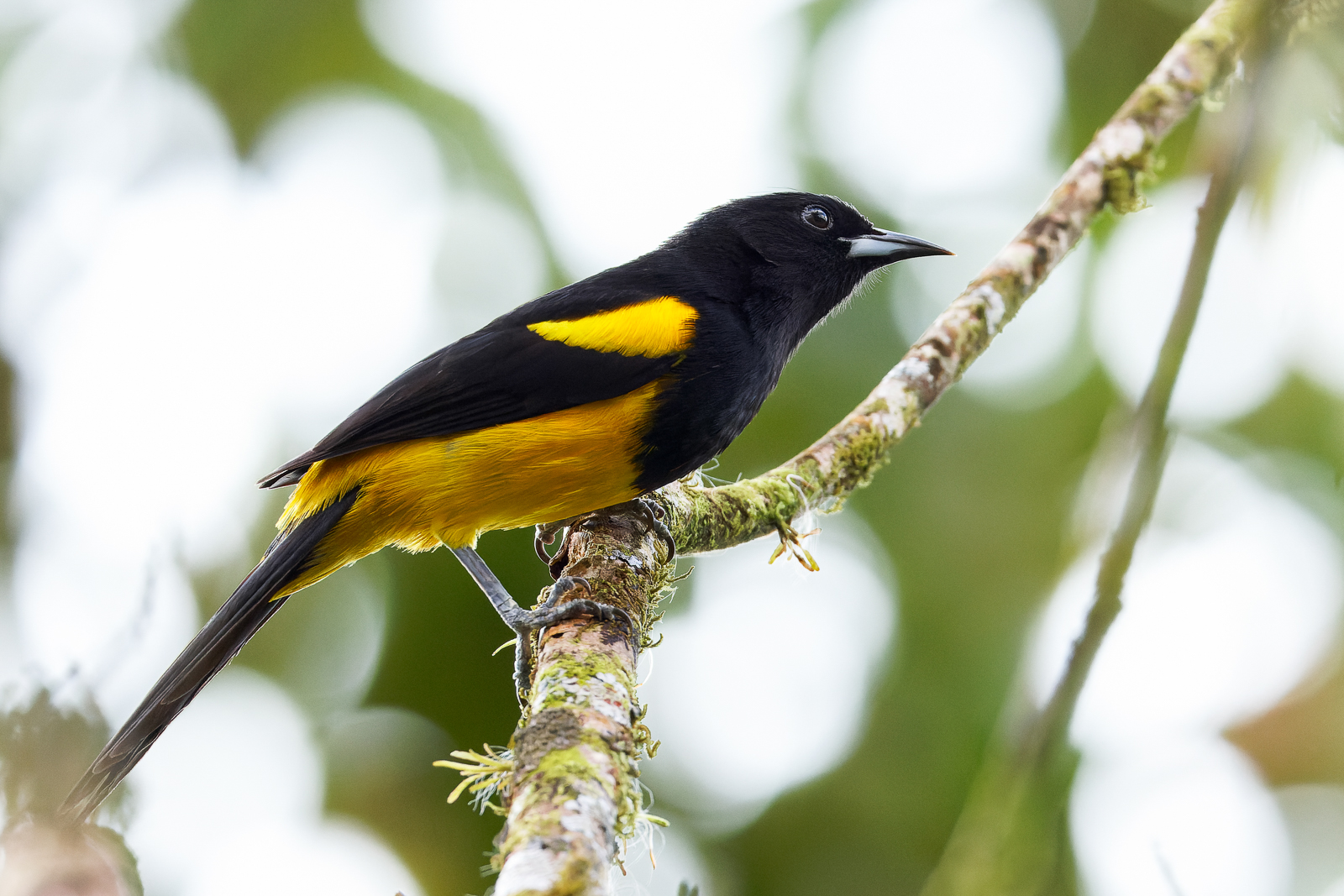 Black-cowled Oriole