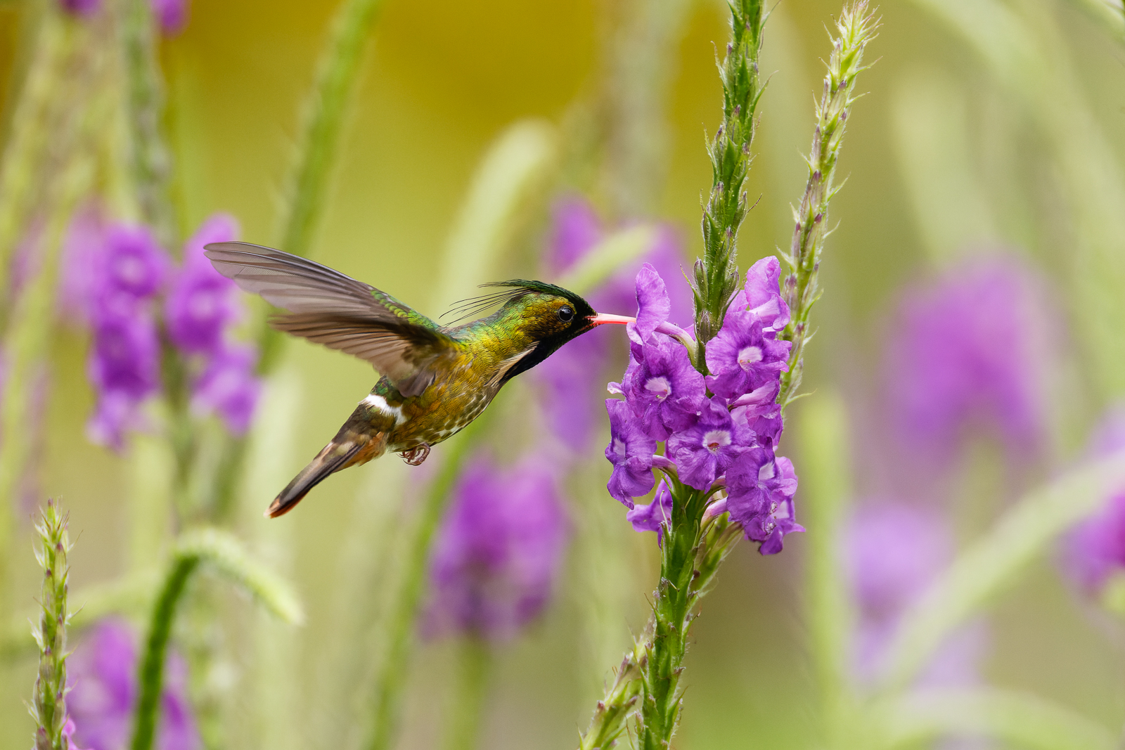 Black-crested Coquette