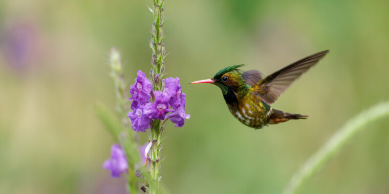 Costa Rica Sampler Trip Report (Feb 17 - 28, 2025)