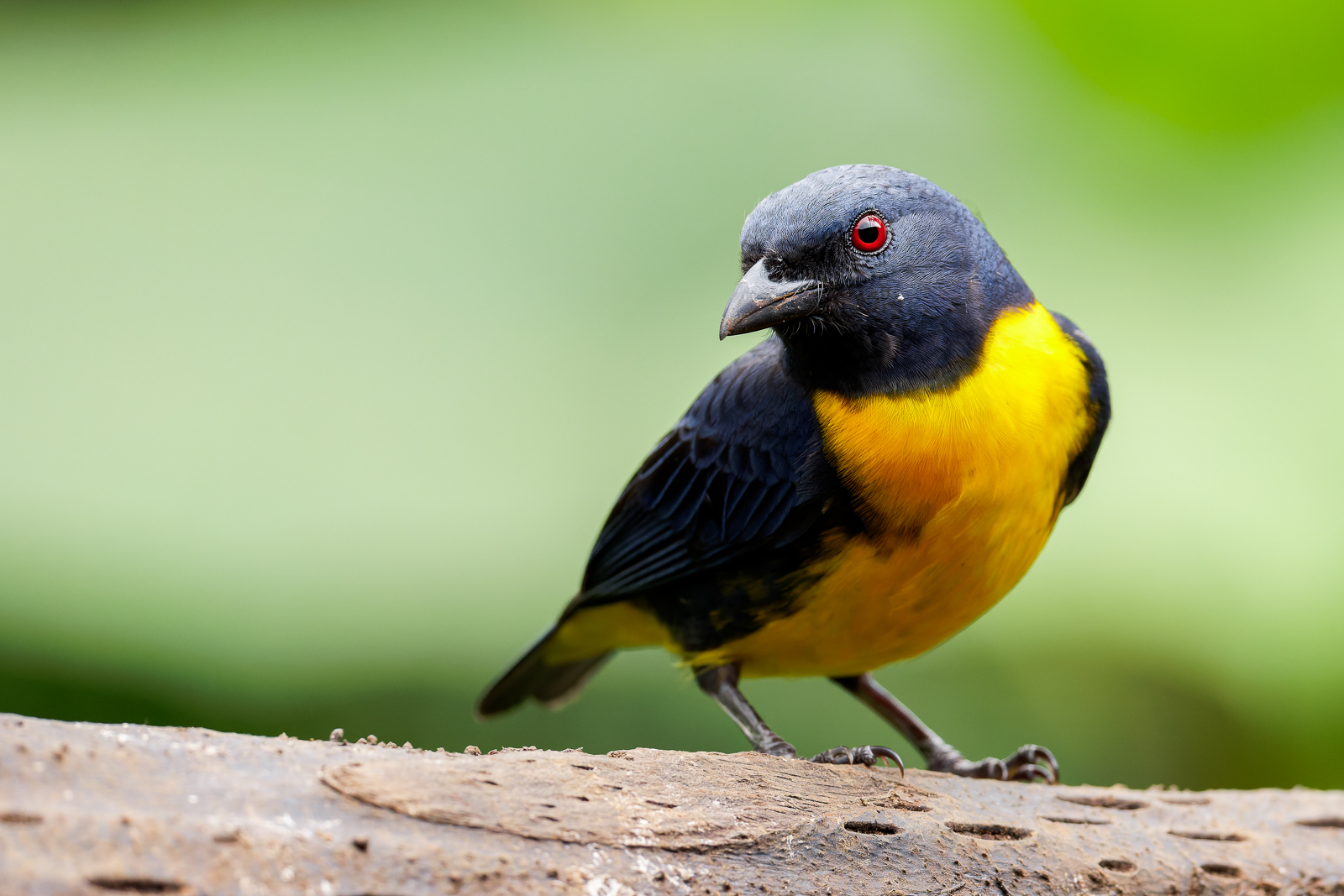 Blue-and-gold Tanager 