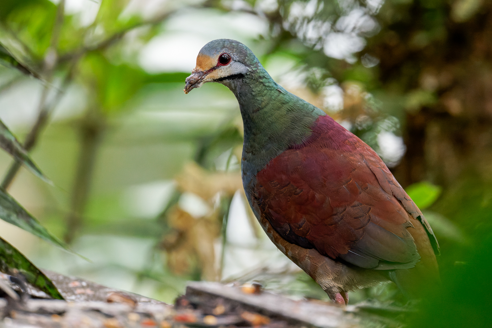 Buff-fronted Quail-Dove