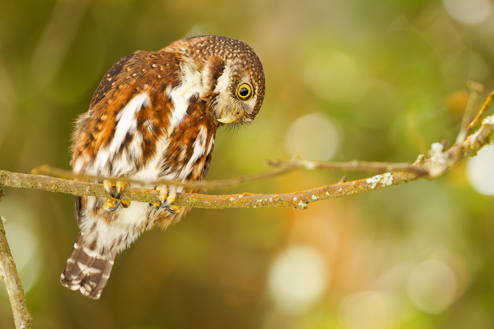Costa Rican Pygmy-Owl