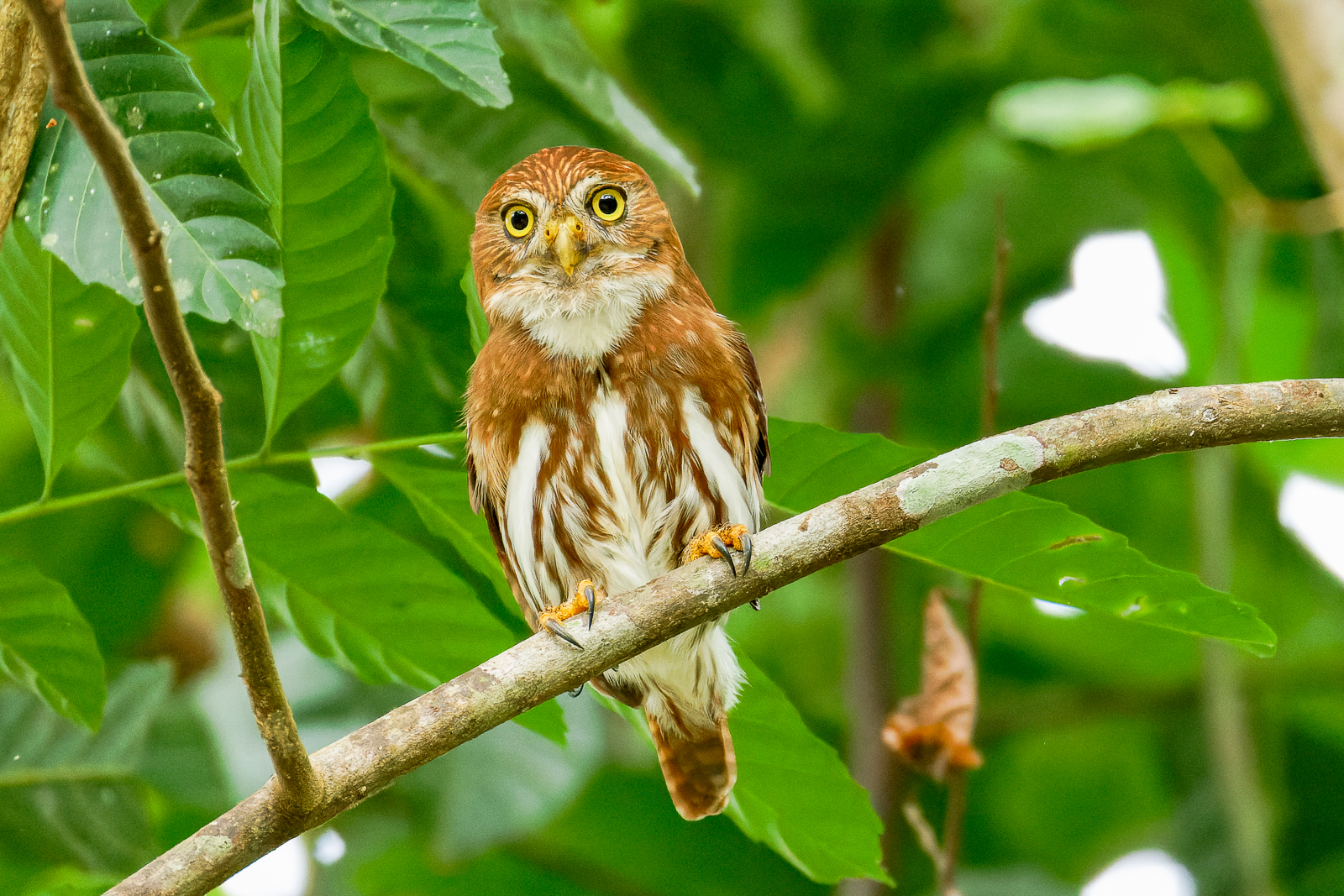Ferruginous Pygmy-Owl