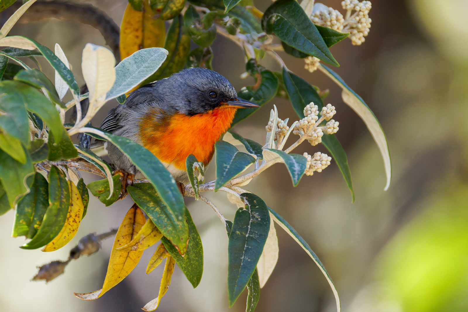 Flame-throated Warbler