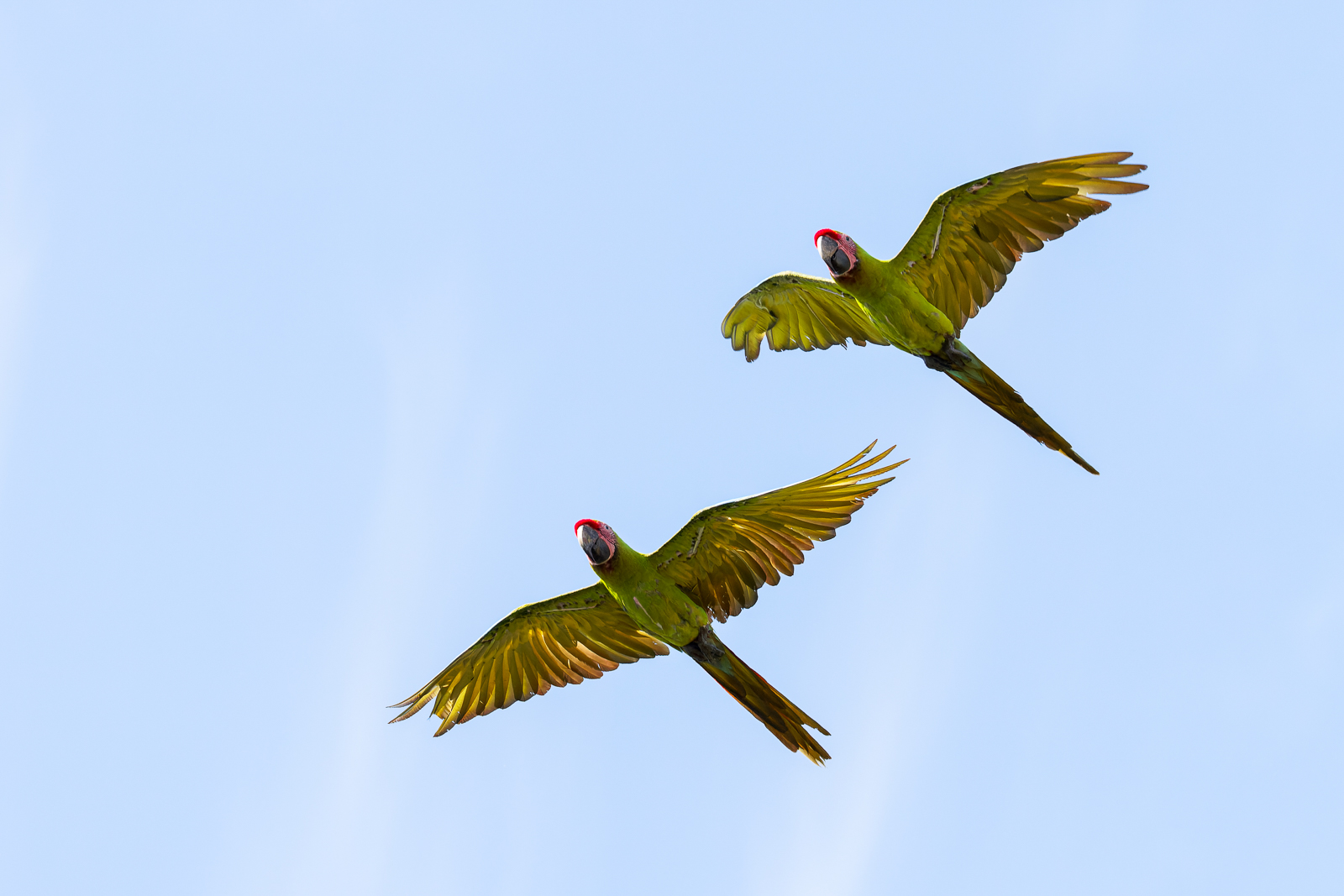Great Green Macaws