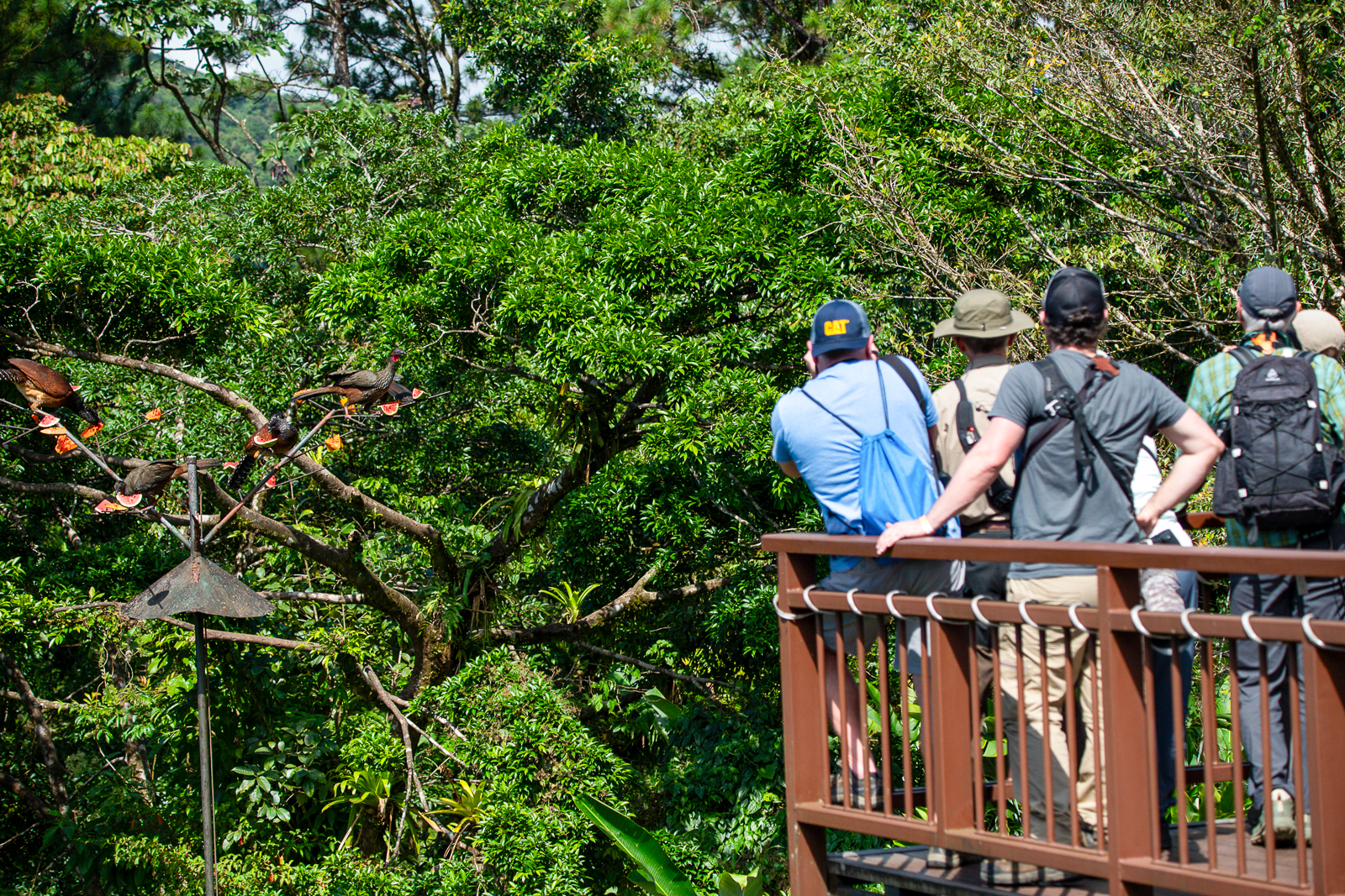 Group watching birds at feeders