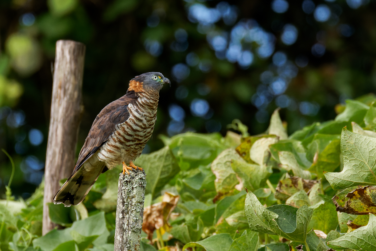 Hook-billed Kite