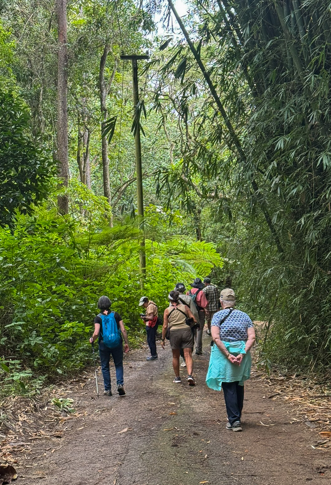Searching for Puerto Rican Amazon at Rio Abajo
