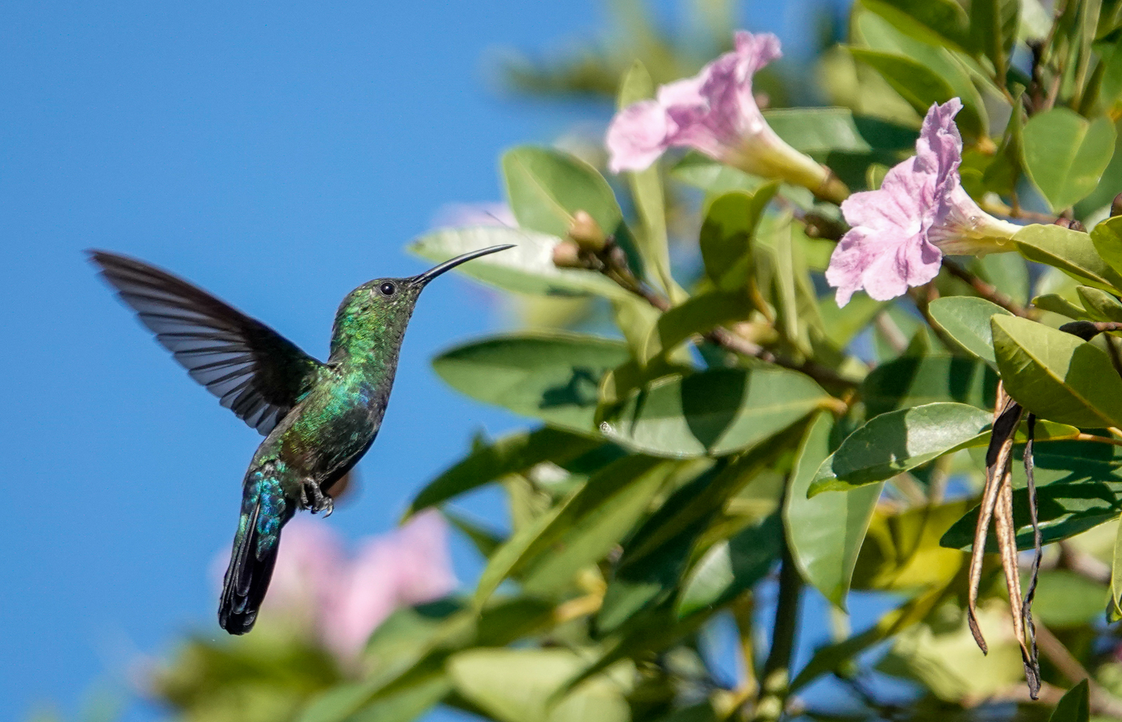 Green-throated Carib