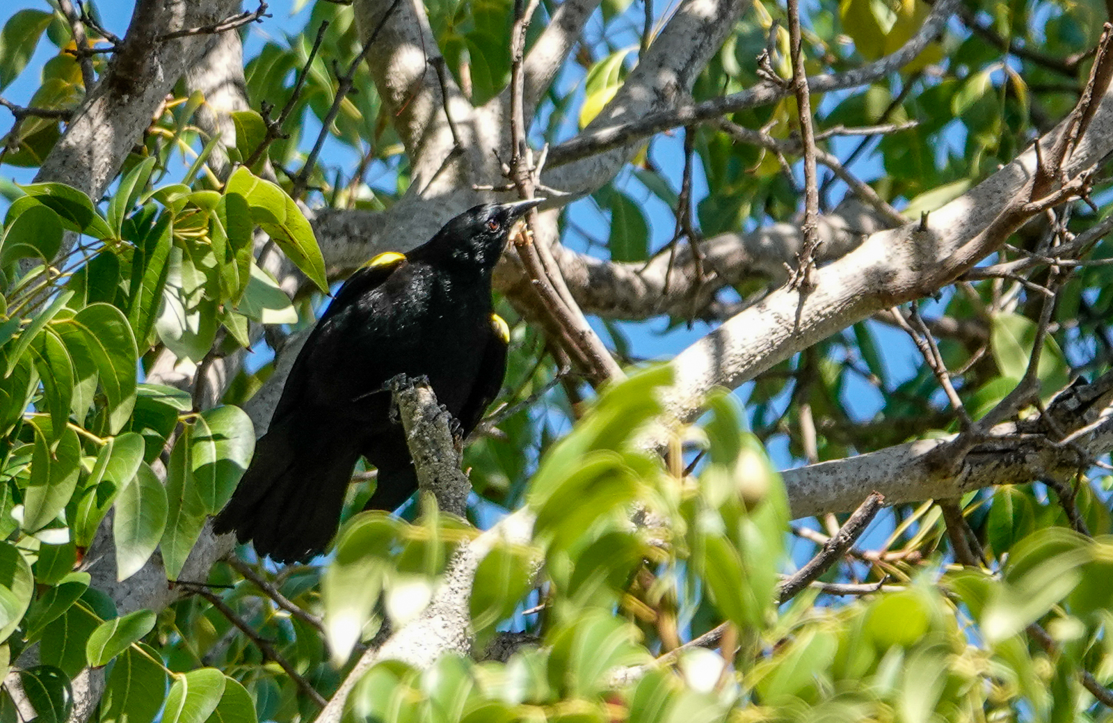 Yellow-shouldered Blackbird