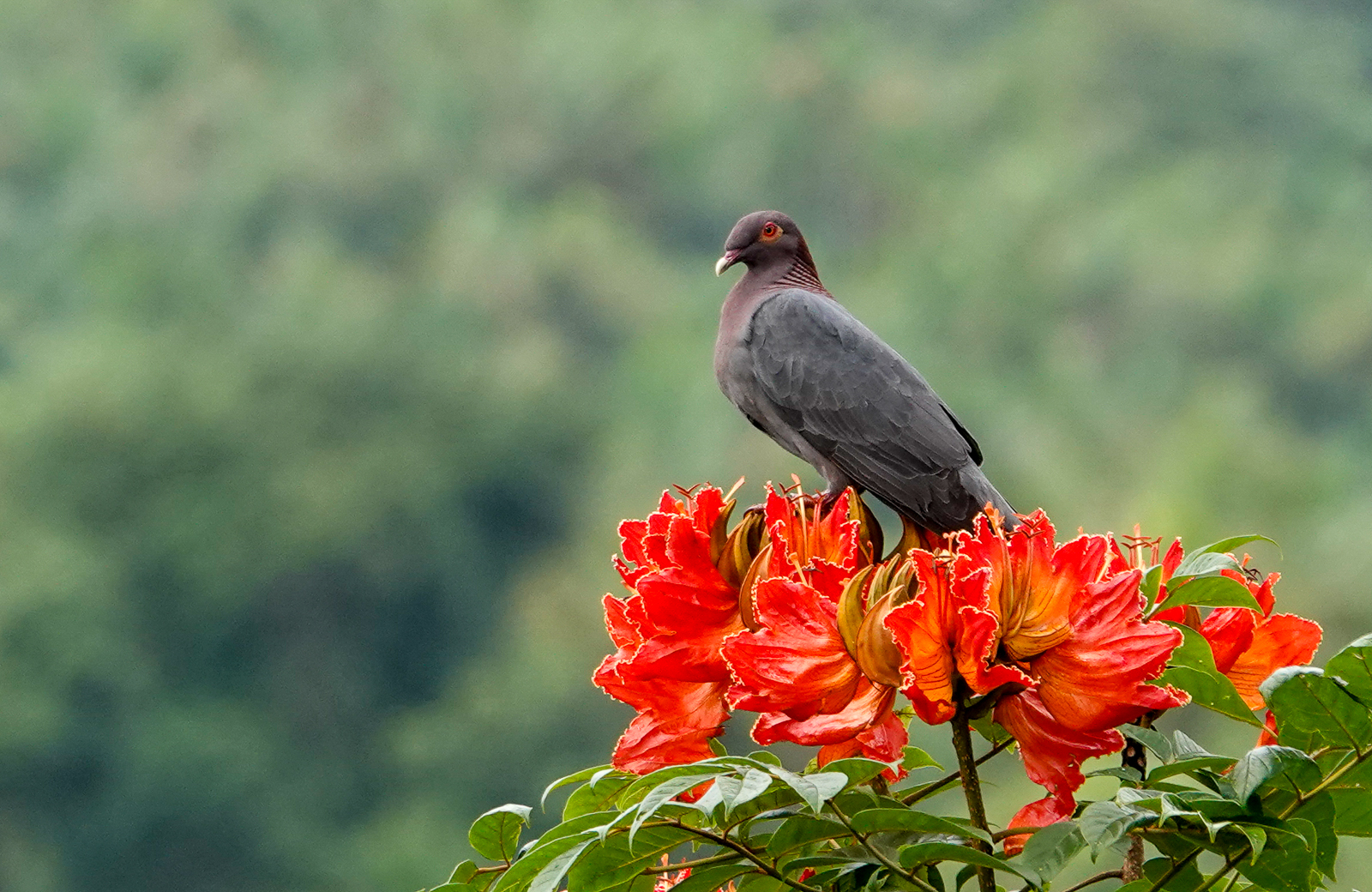 Scaly-naped Pigeon