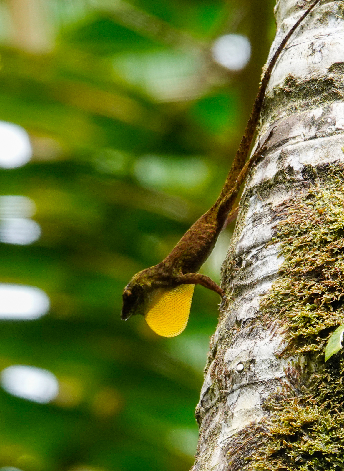 Colour-morphing Anole (Before)