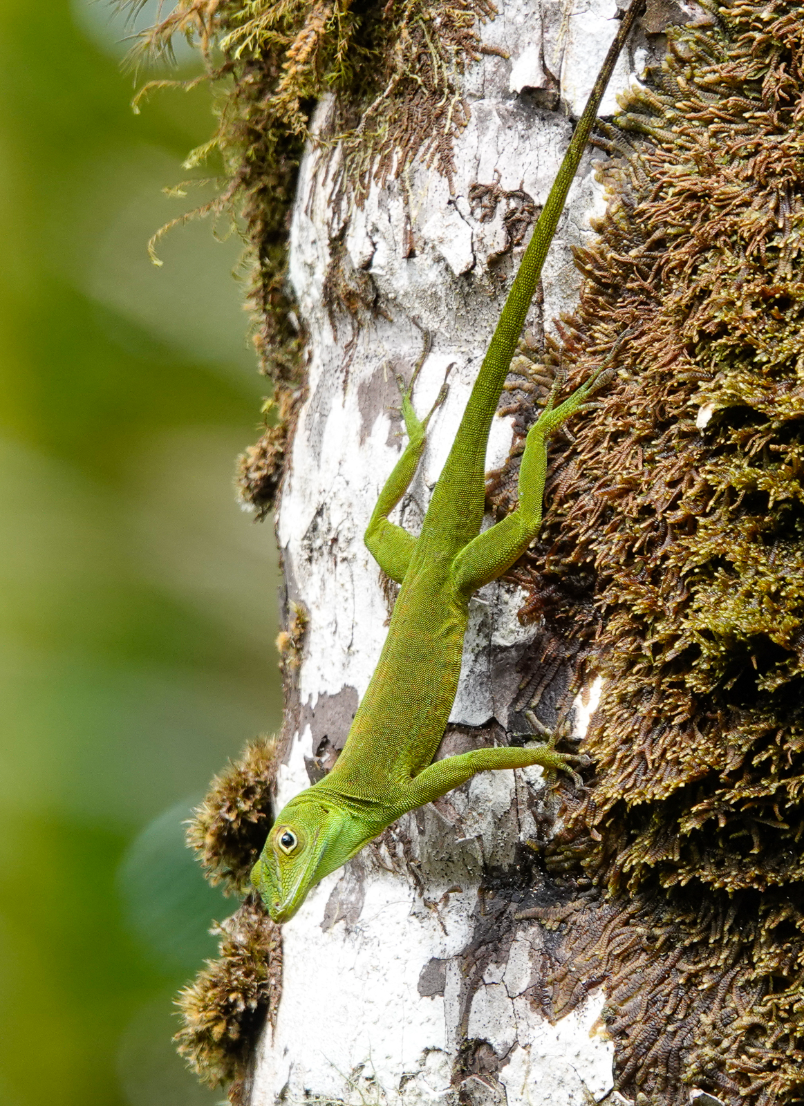 Colour-morphing Anole (After)
