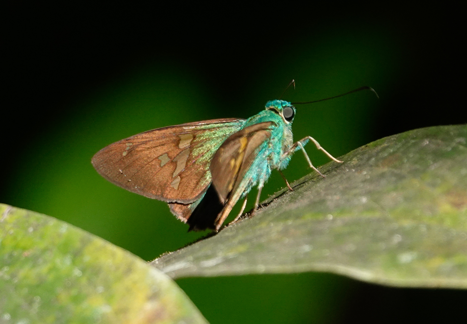 Green Flasher butterfly