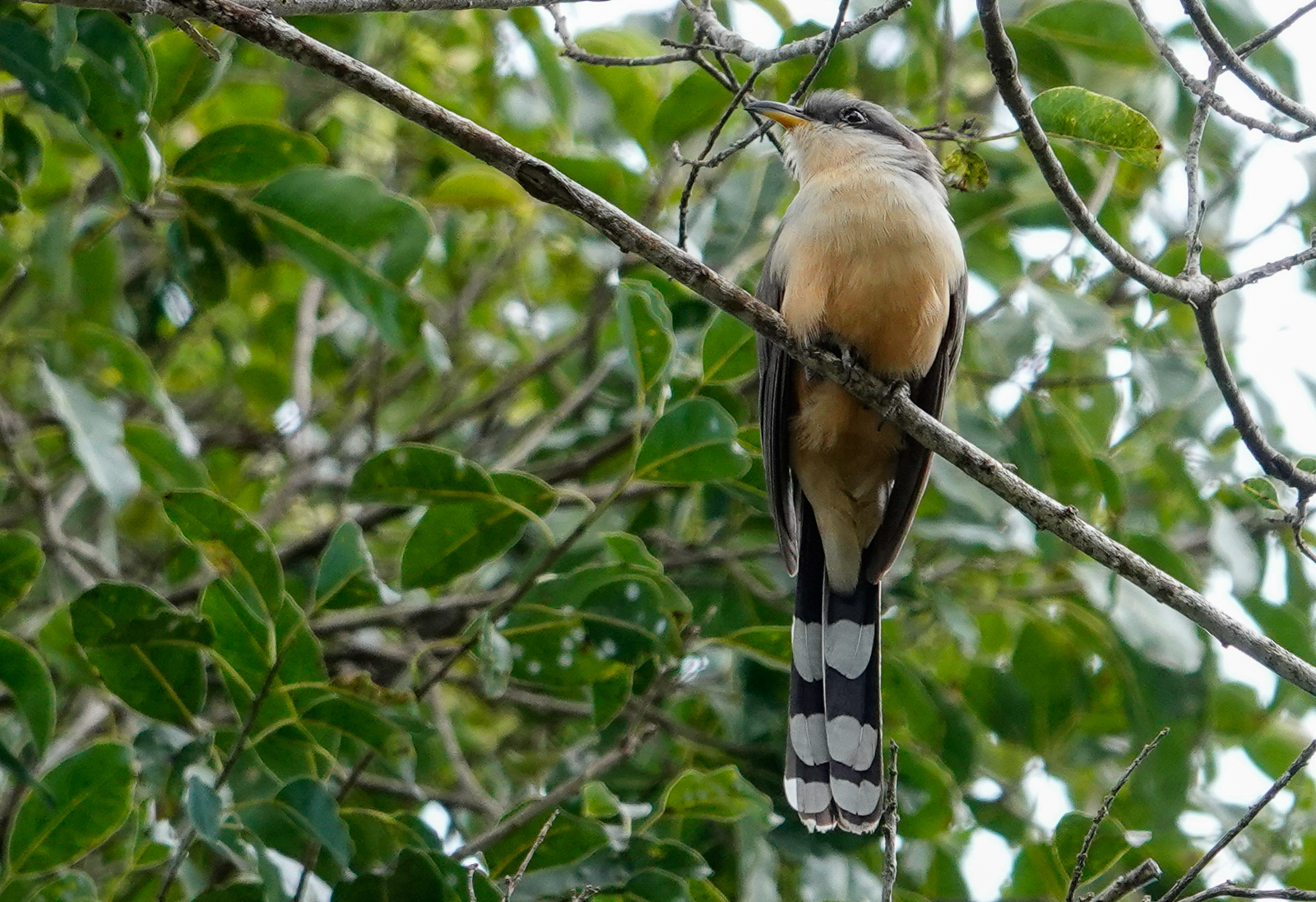 Mangrove Cuckoo