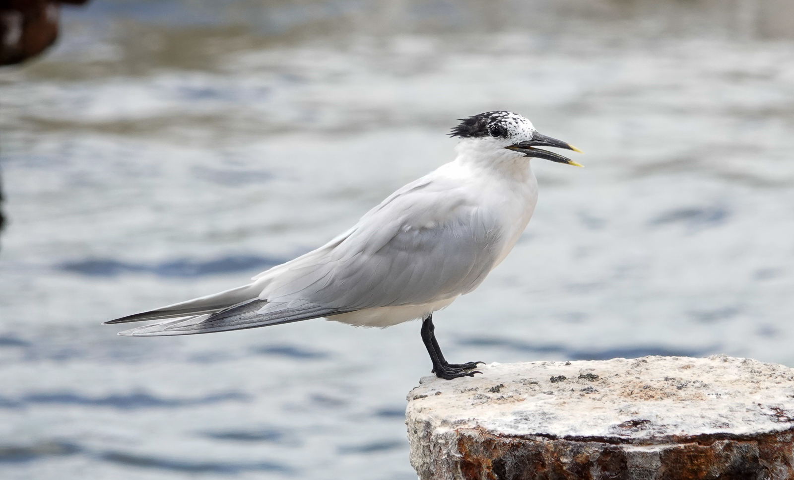 Sandwich Tern