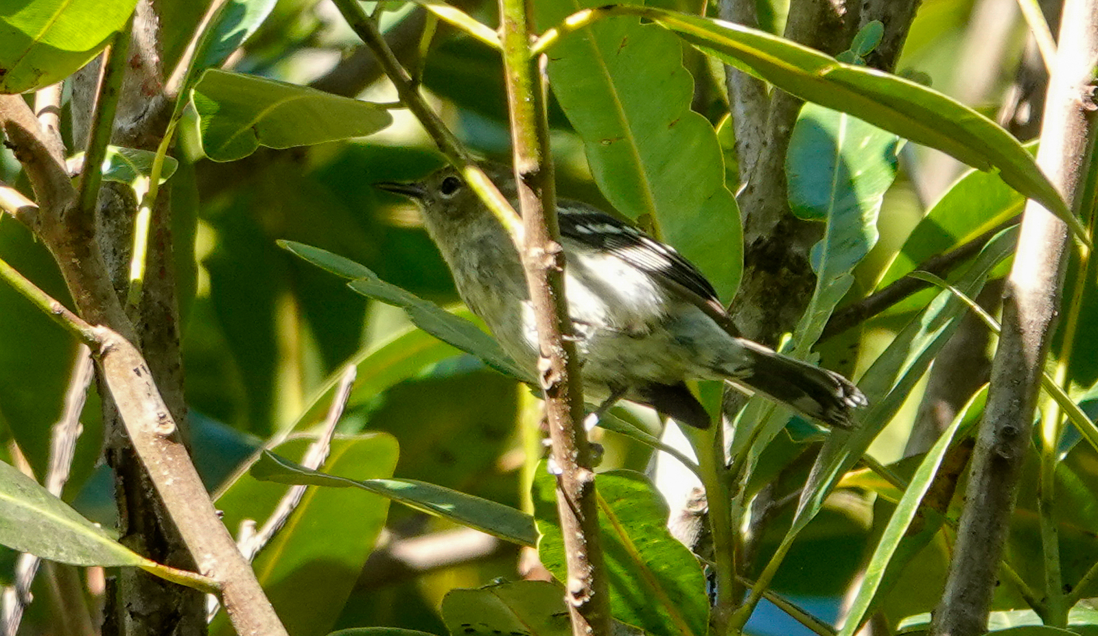 Juvenile Elfin-woods Warbler