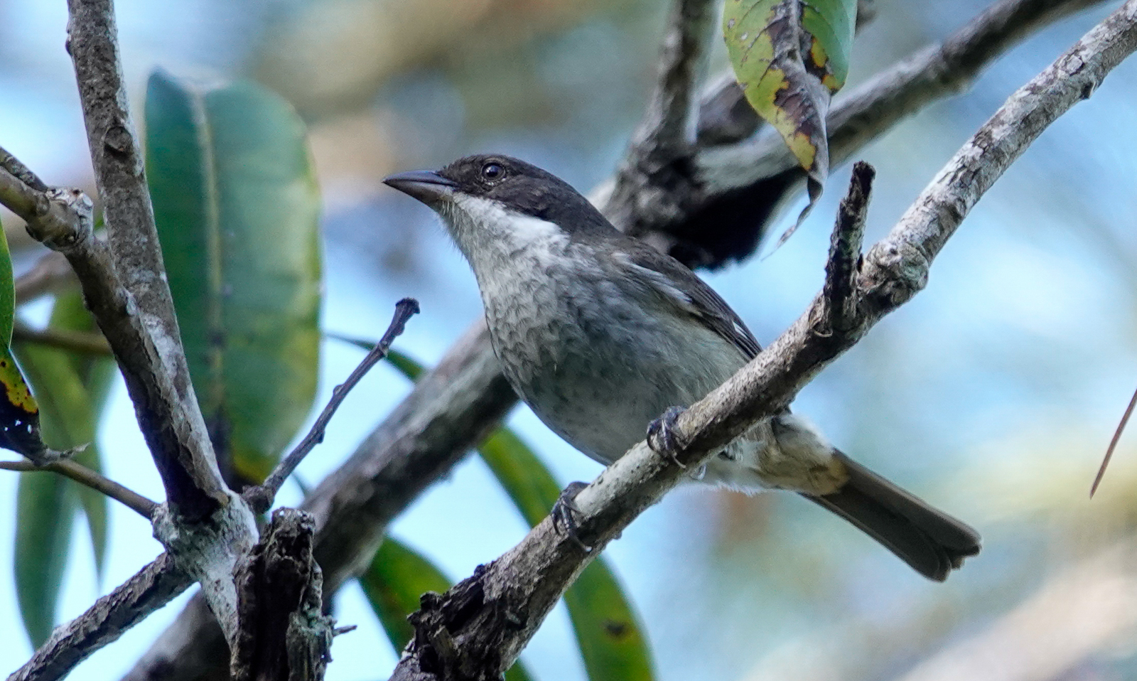 Puerto Rican Tanager