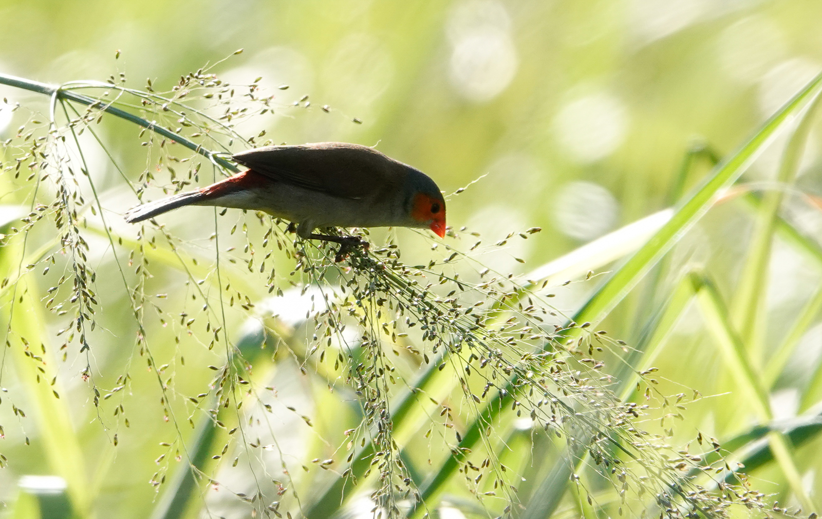 Orange-cheeked Waxbill