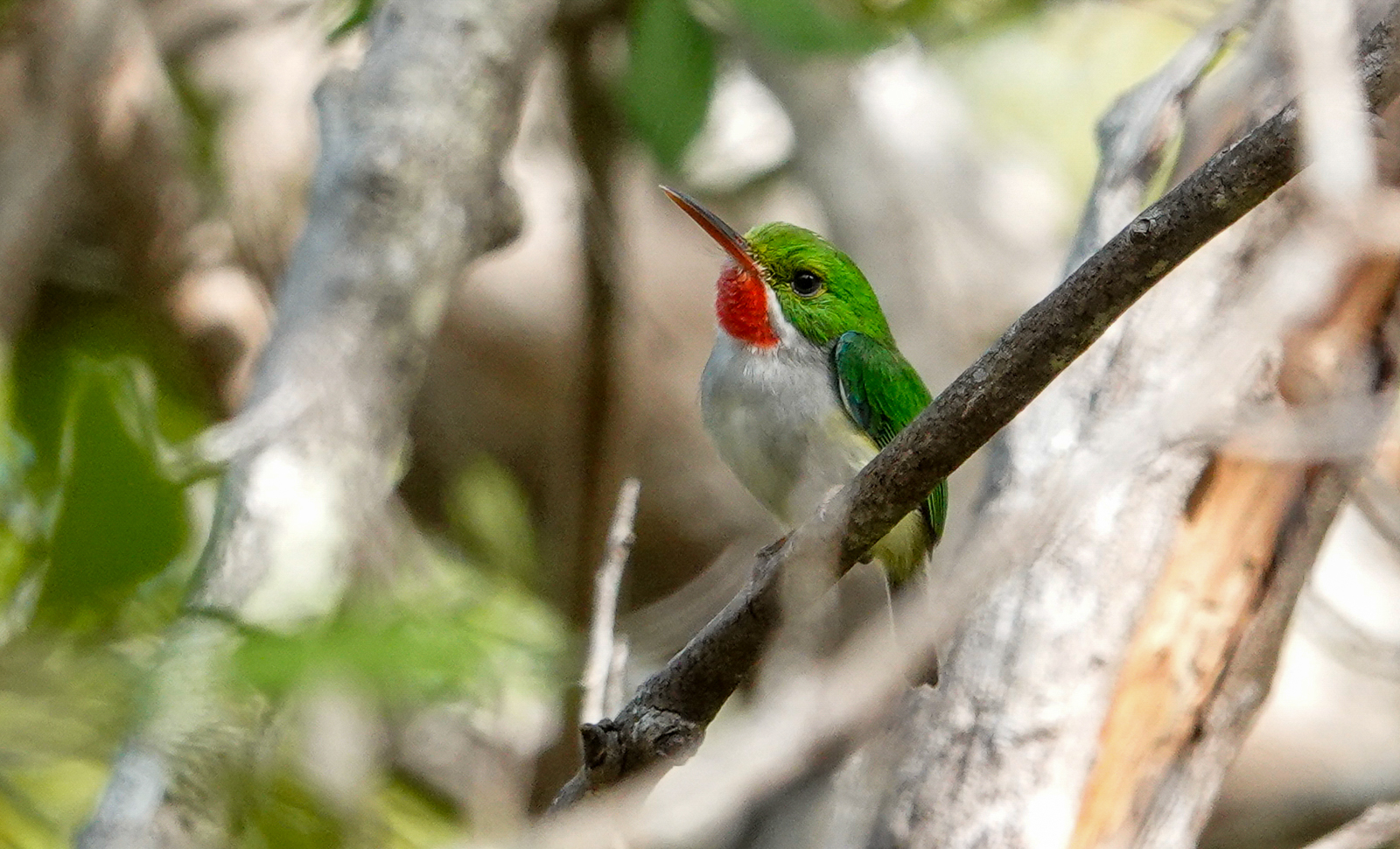 Puerto Rican Tody